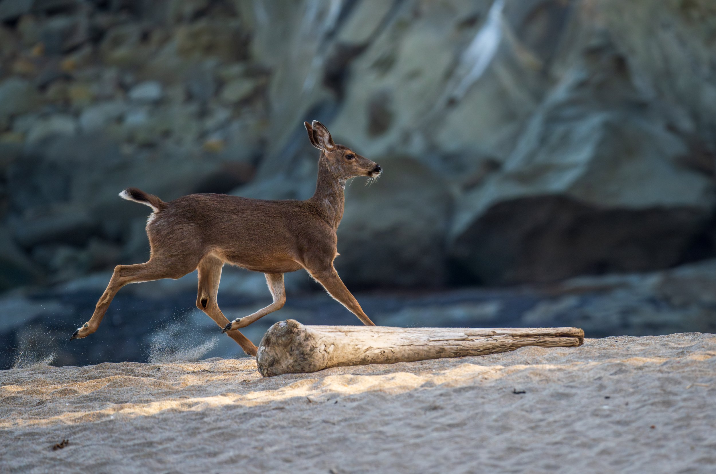  A deer ran across the beach on our morning hike (photo/Jason Rafal) 