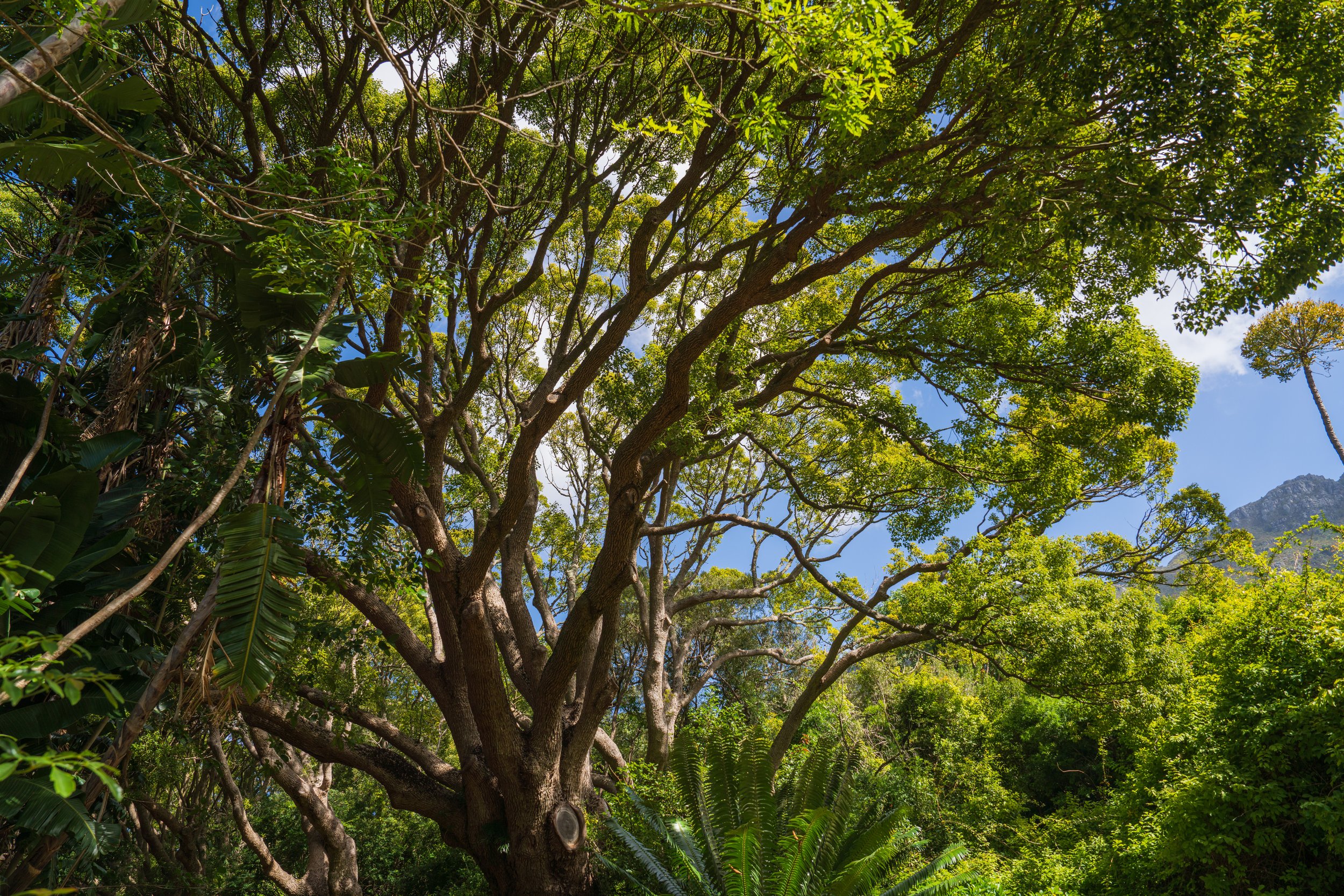  Some of the very large trees at the botanical garden (photo/Jason Rafal) 