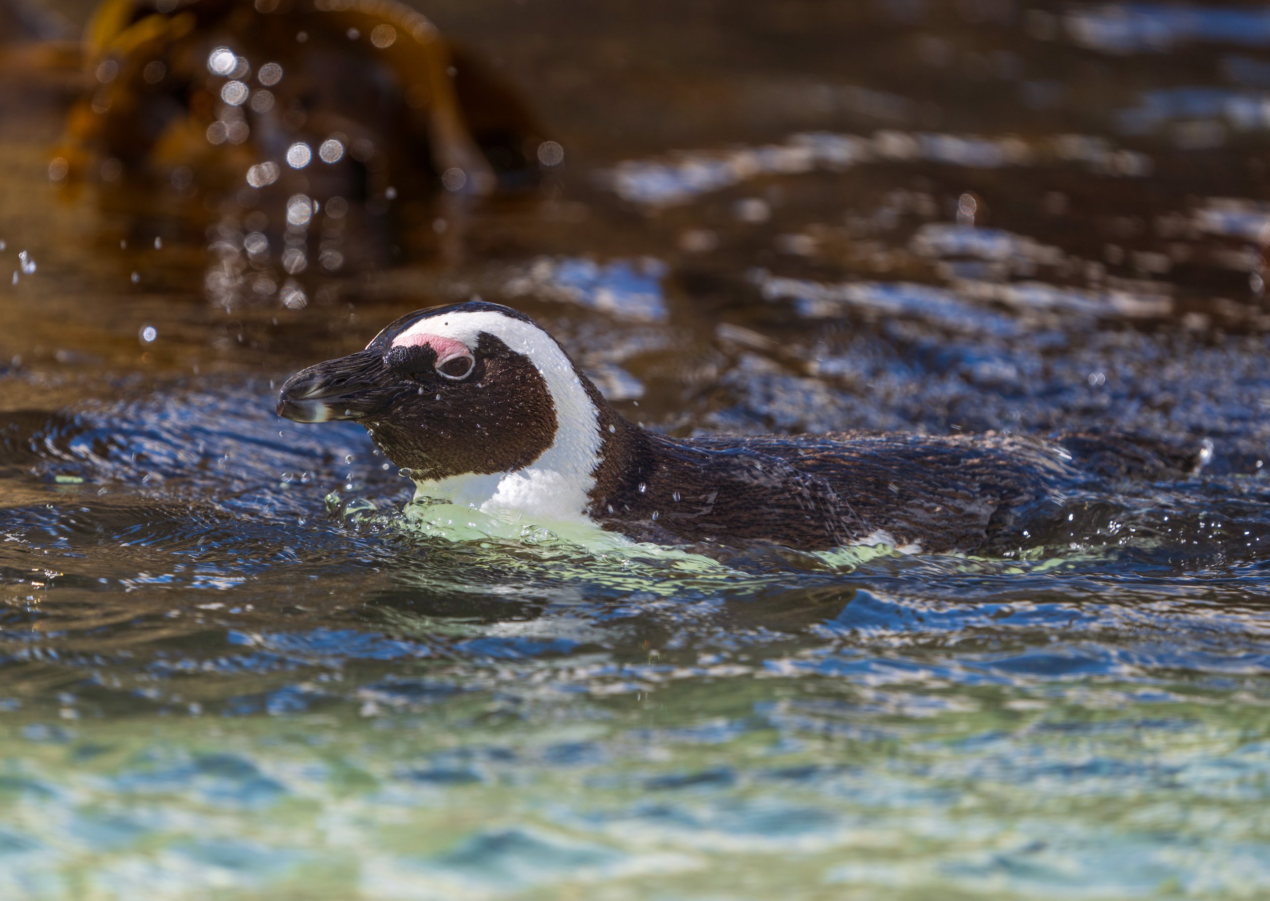  This one was way too cool for the others (photo/Jason Rafal) 