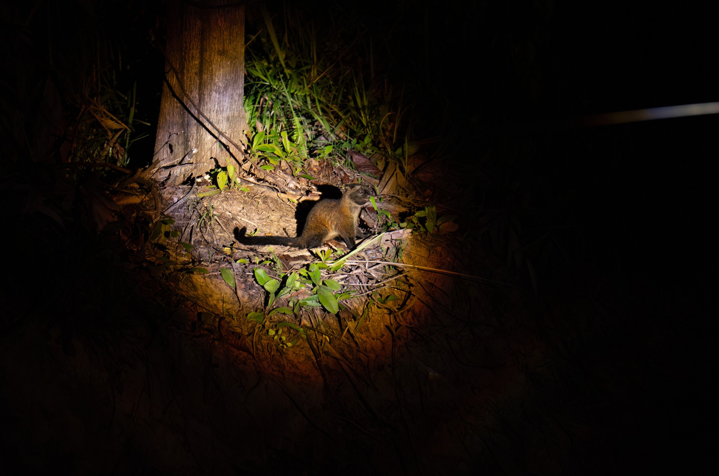 A brown civet in a beam of light.