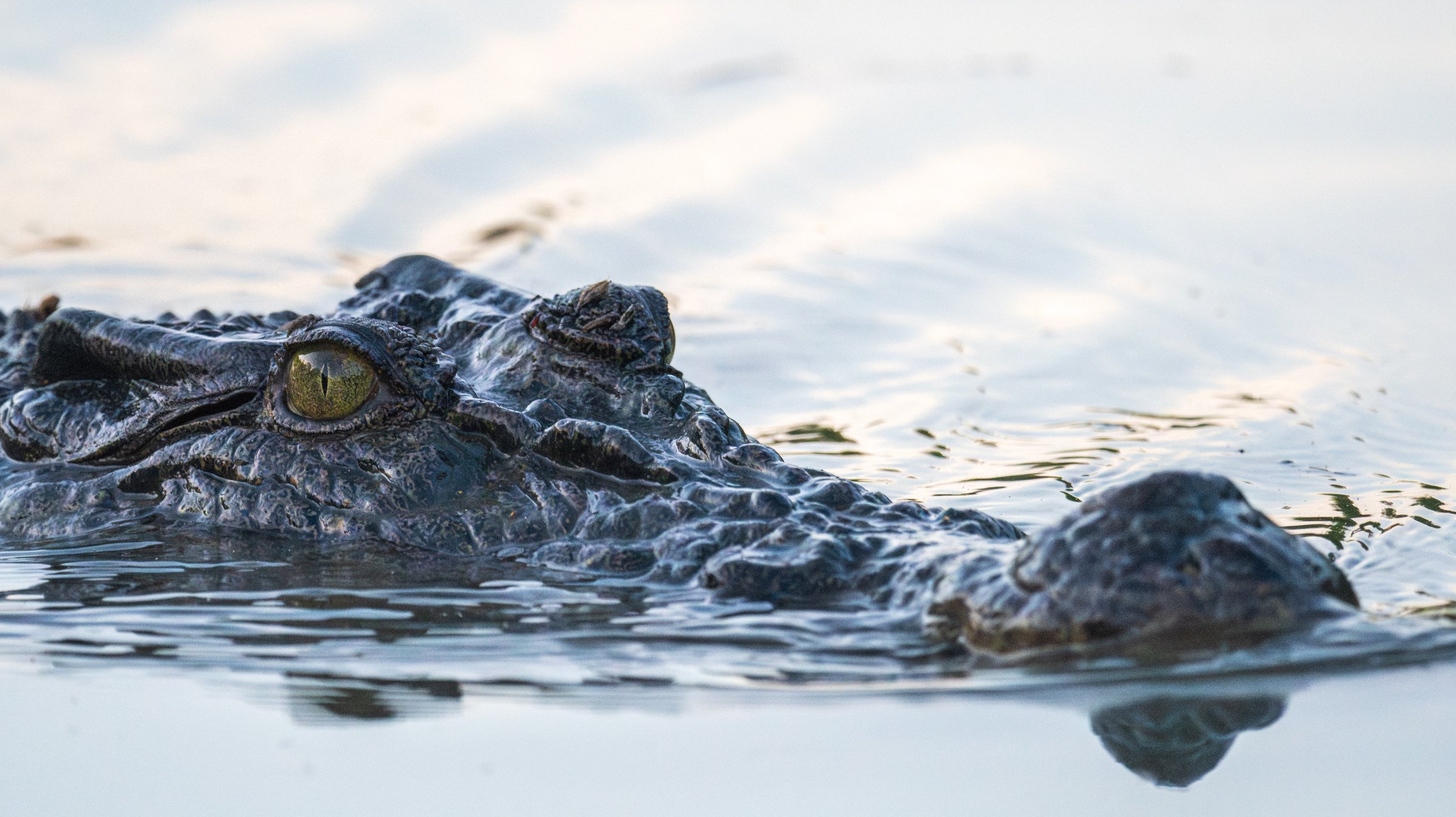 Close up of a crocodile head.