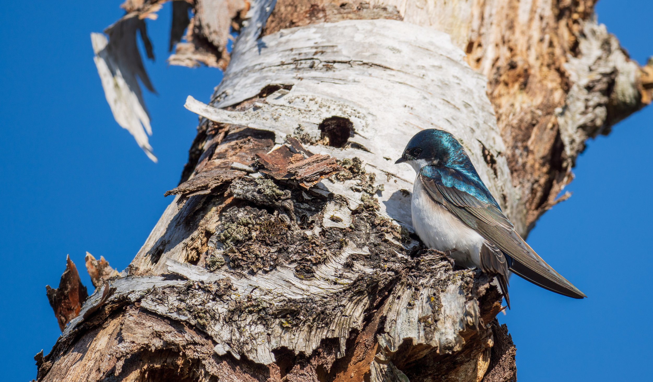  A tree swallow perched next to its nest (photo/Jason Rafal) 