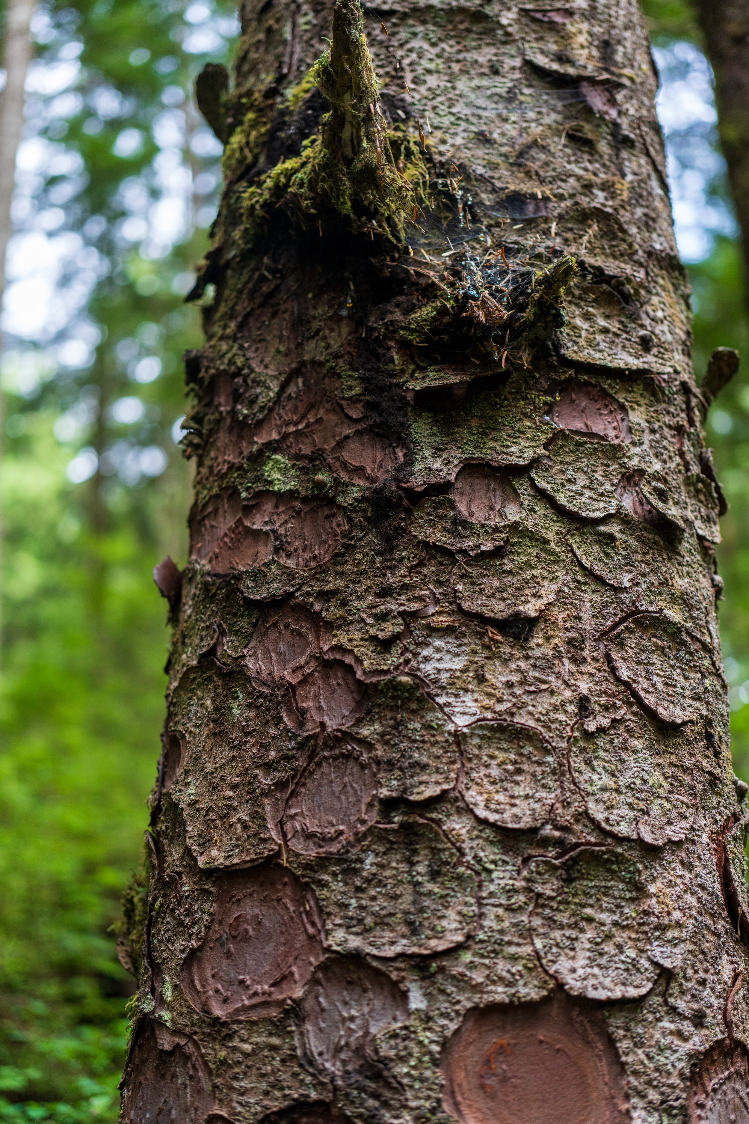  A tree with curious circular bark chunks (photo/Jason Rafal) 