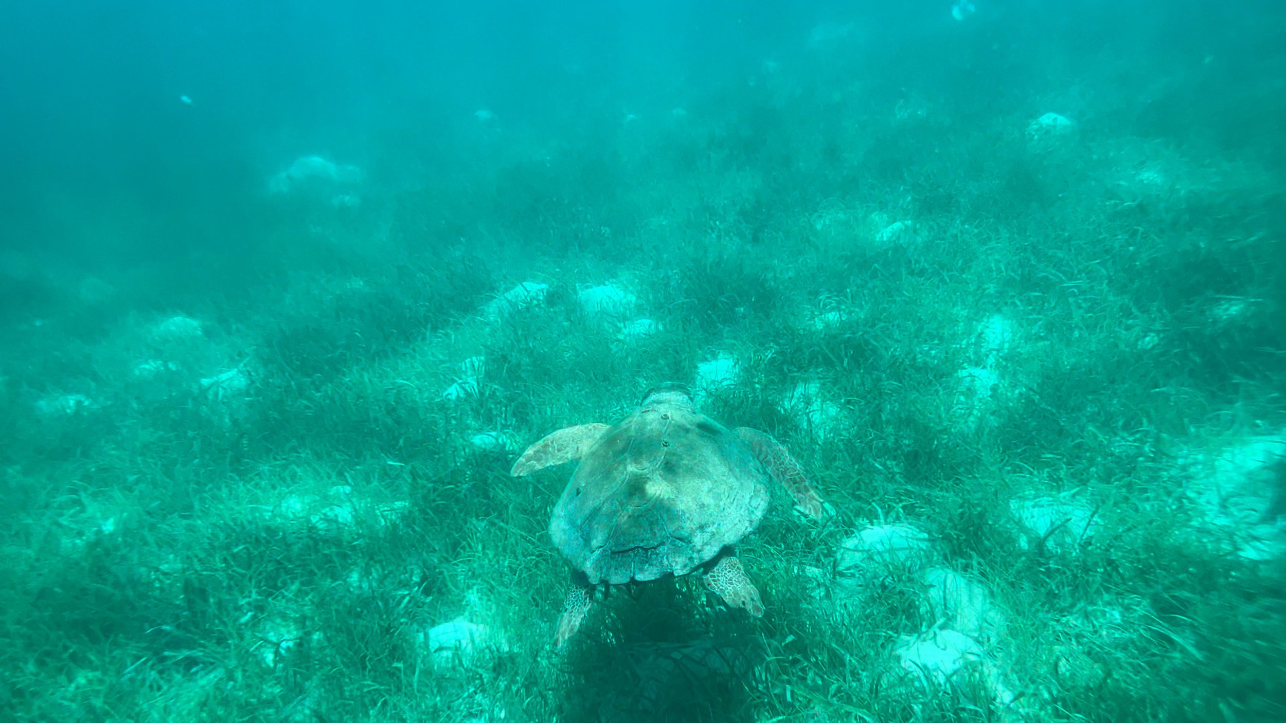  The turtle was everyone’s favorite (photo/Jason Rafal) 