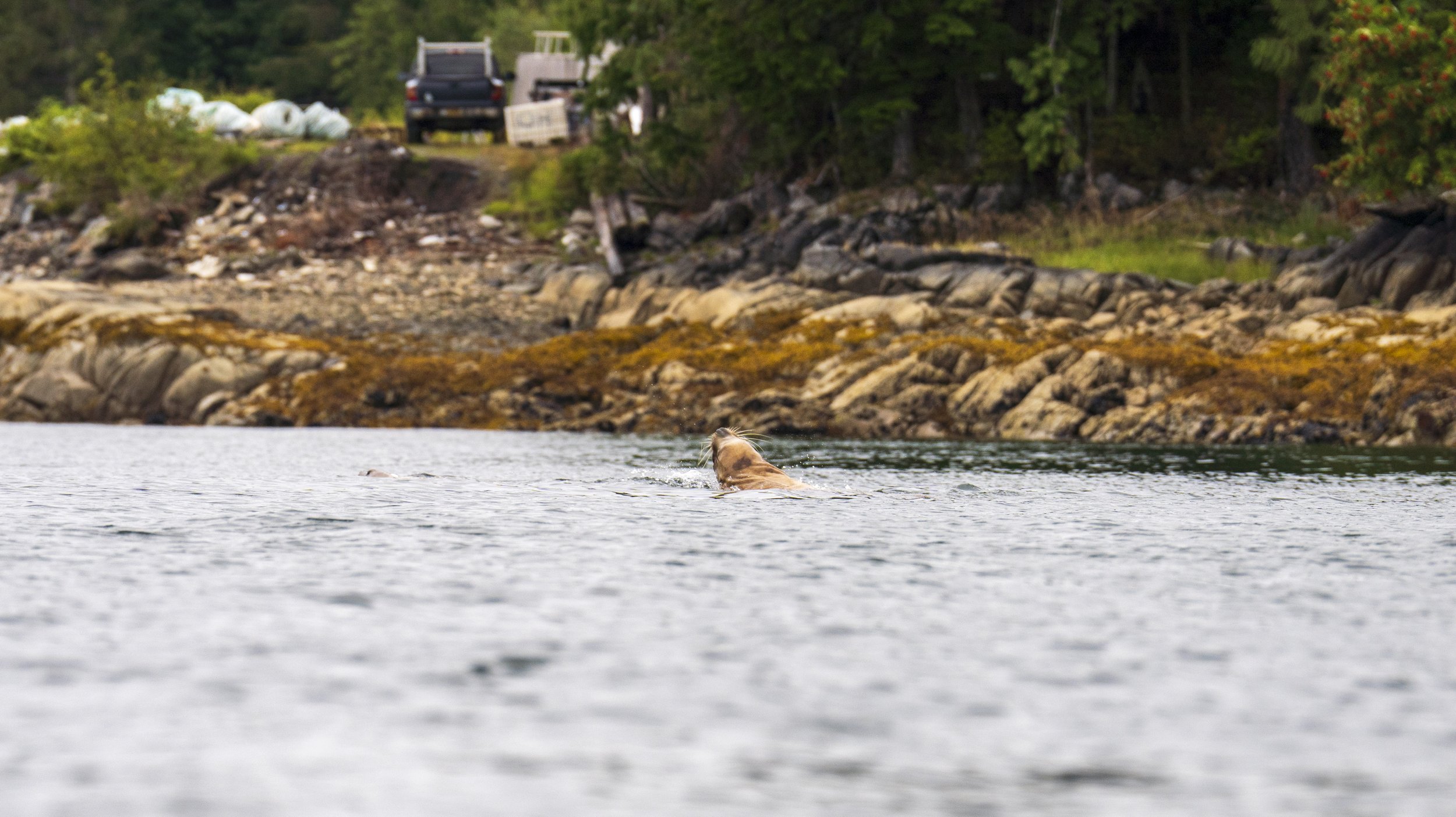 A sea lion poking its head above the water as it swims.