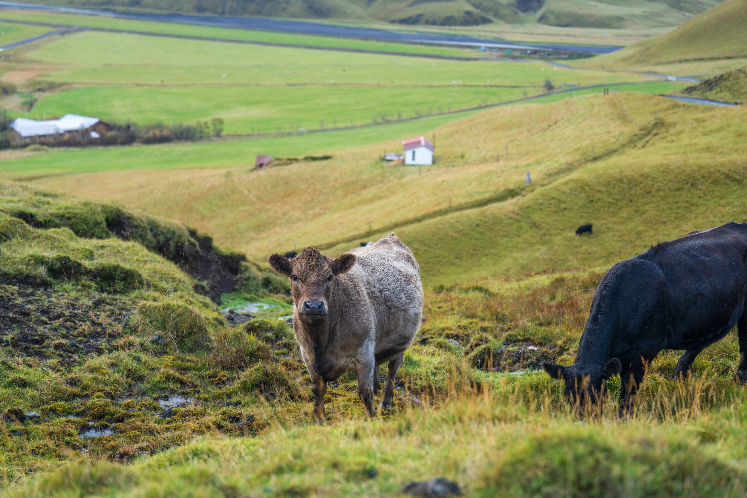  We drove through a herd of very curious cows (photo/Jason Rafal) 