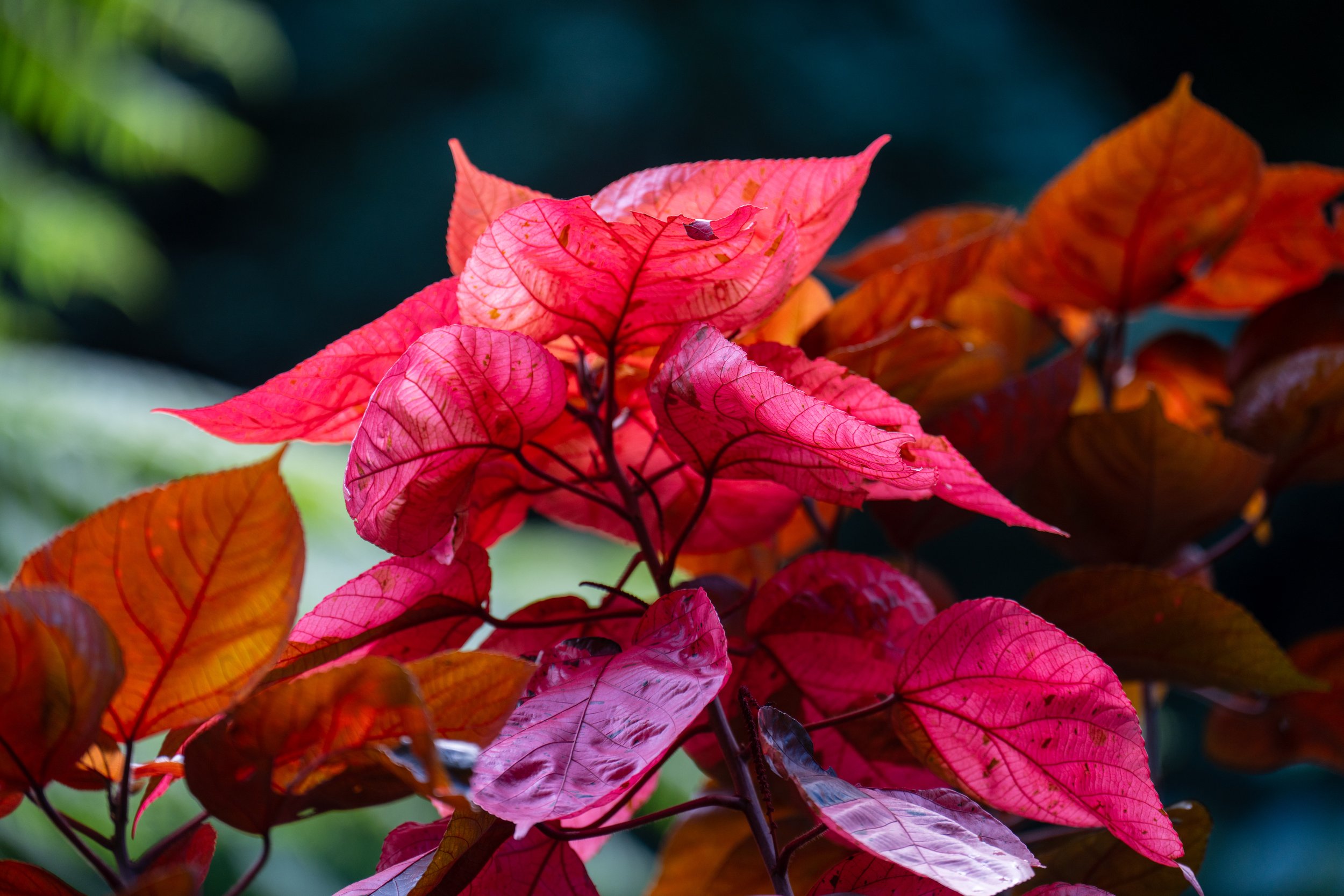 I was surprised by the amount of red and pink leaves (photo/Jason Rafal)