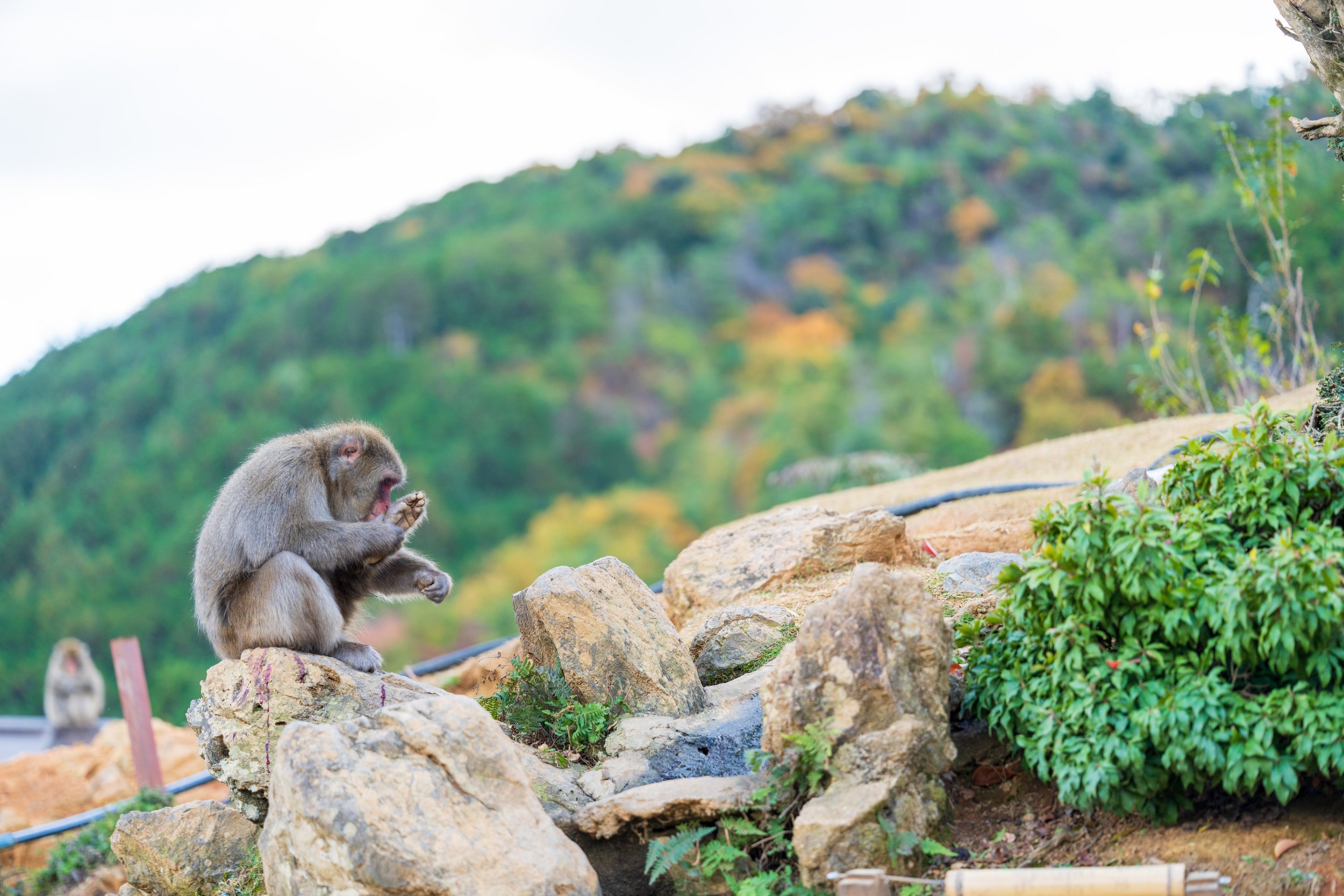  This one spent a lot of time grooming its foot (photo/Jason Rafal) 
