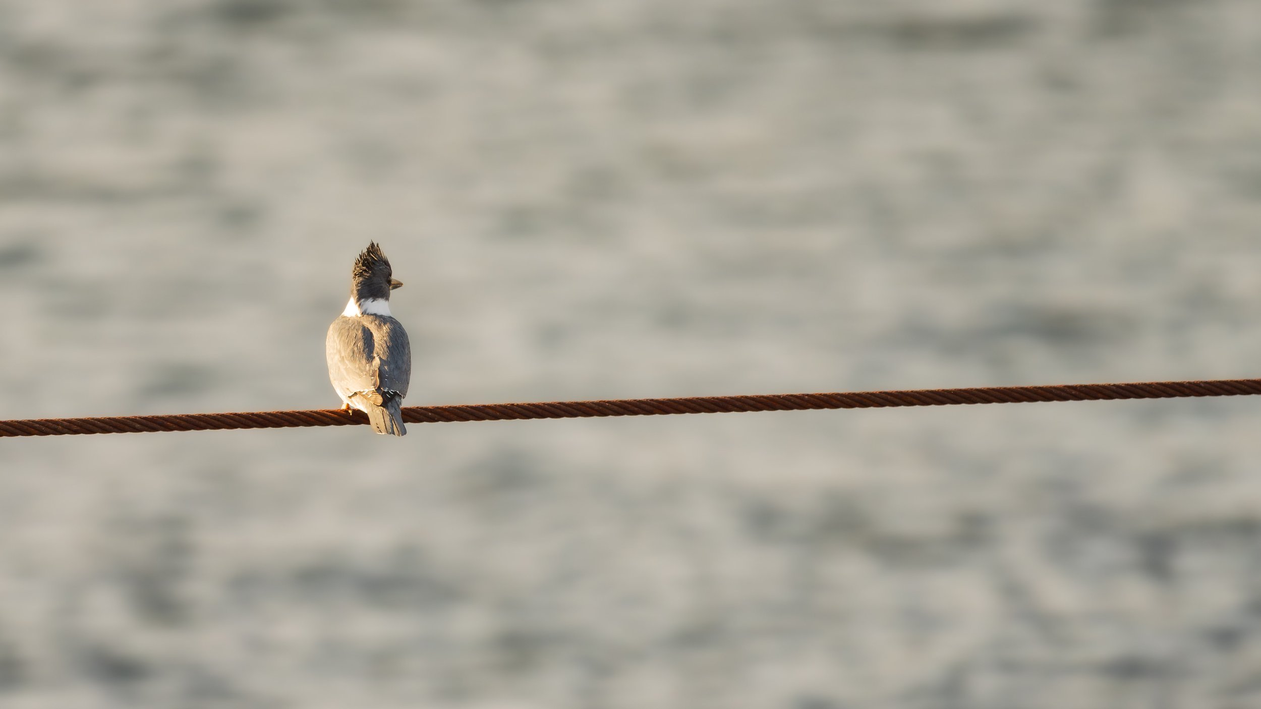  A belted kingfisher looking out over the water (photo/Jason Rafal) 