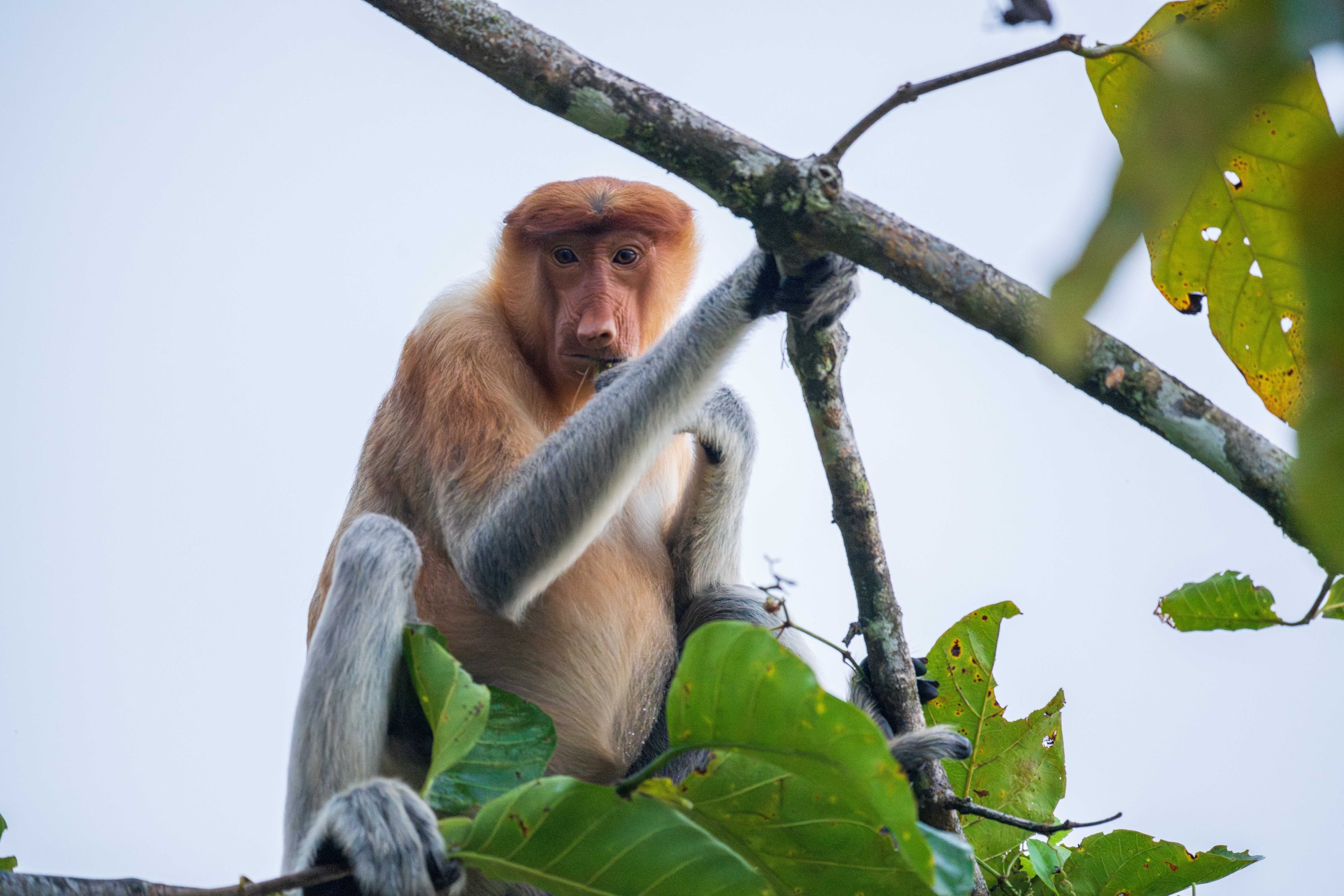 A proboscis monkey looking down from a tree branch.
