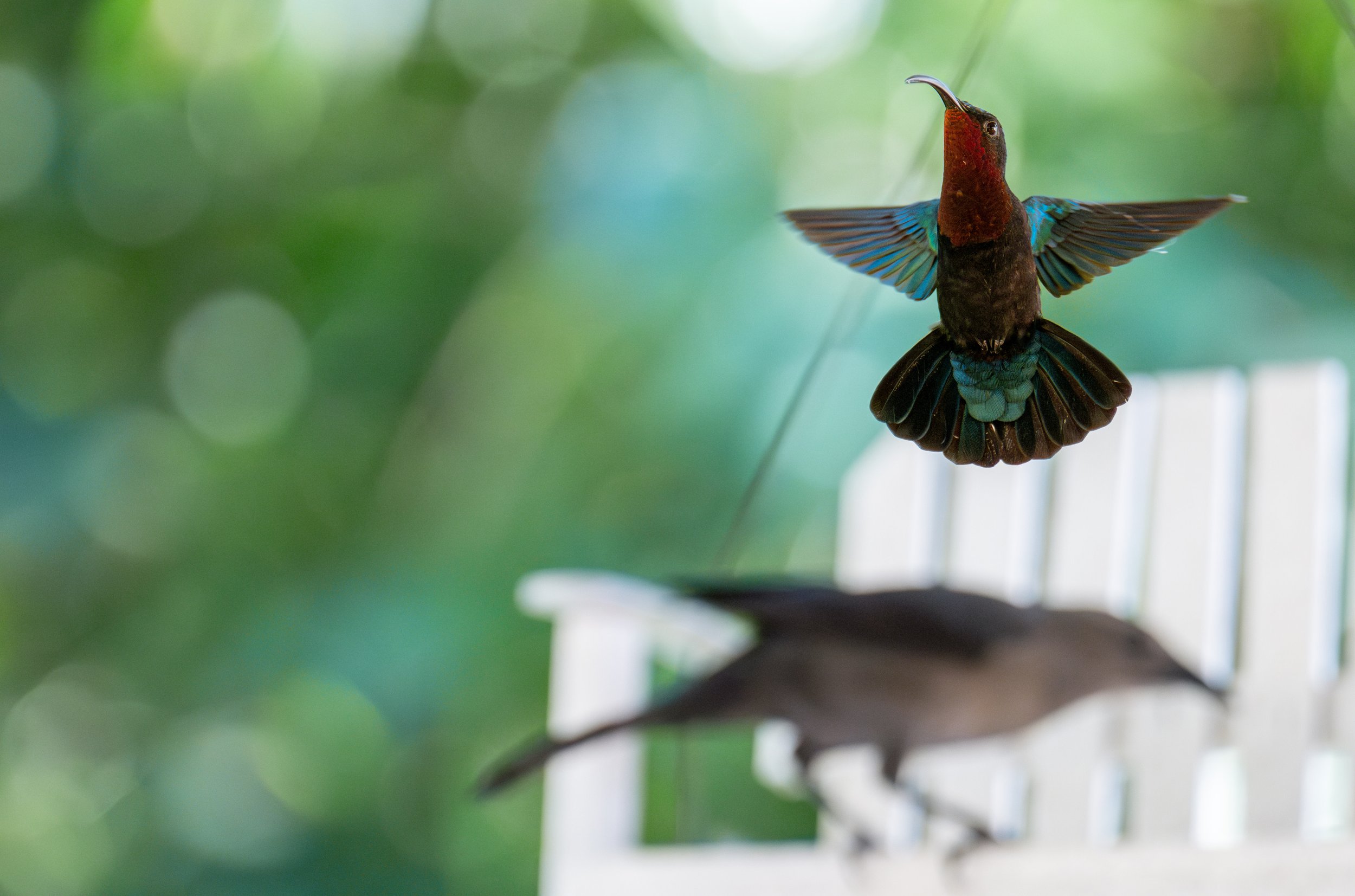 And you thought you were done with hummingbird pictures (photo/Jason Rafal)