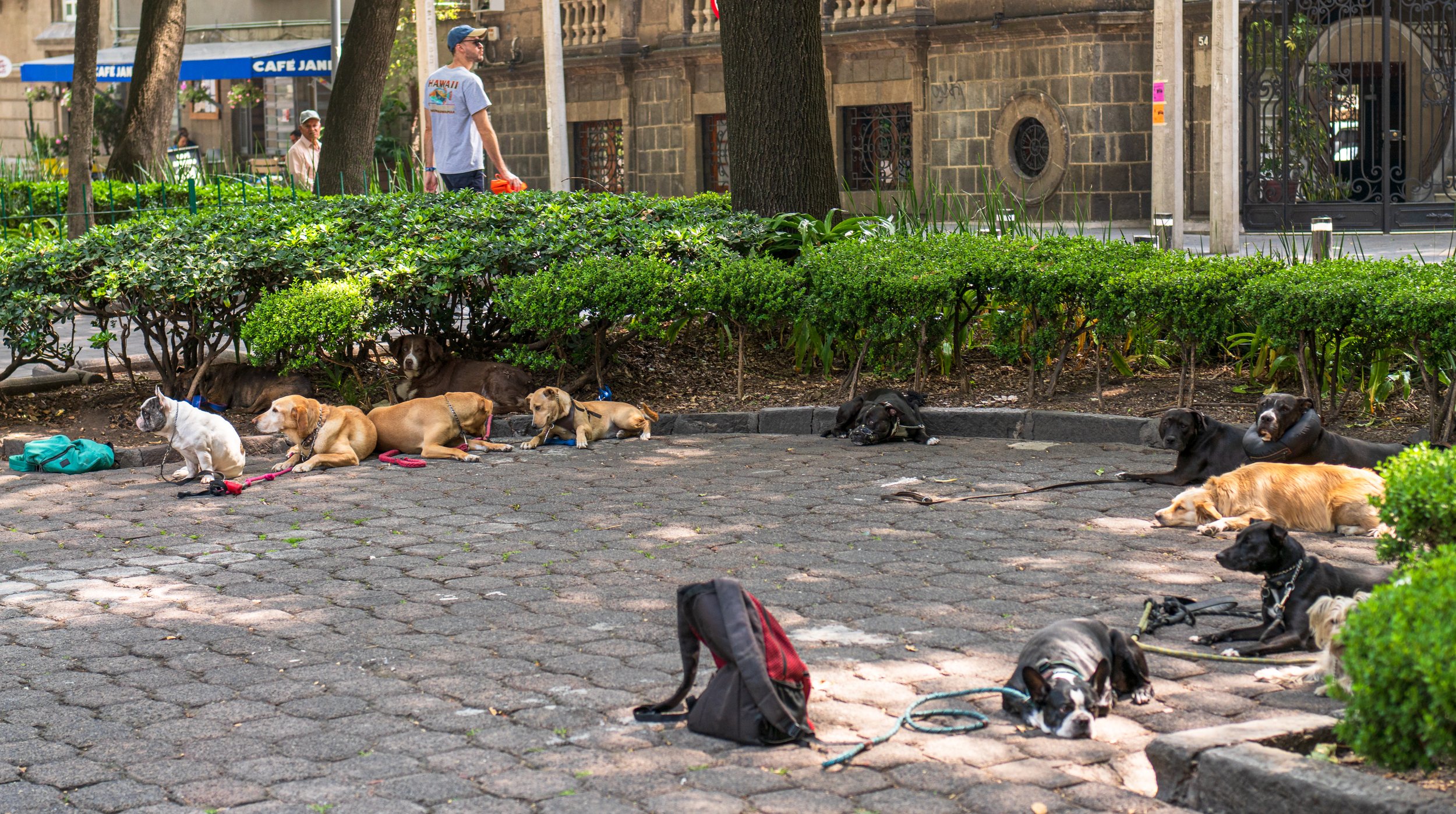 I was amazed at how well-trained the dogs were (photo/Jason Rafal)