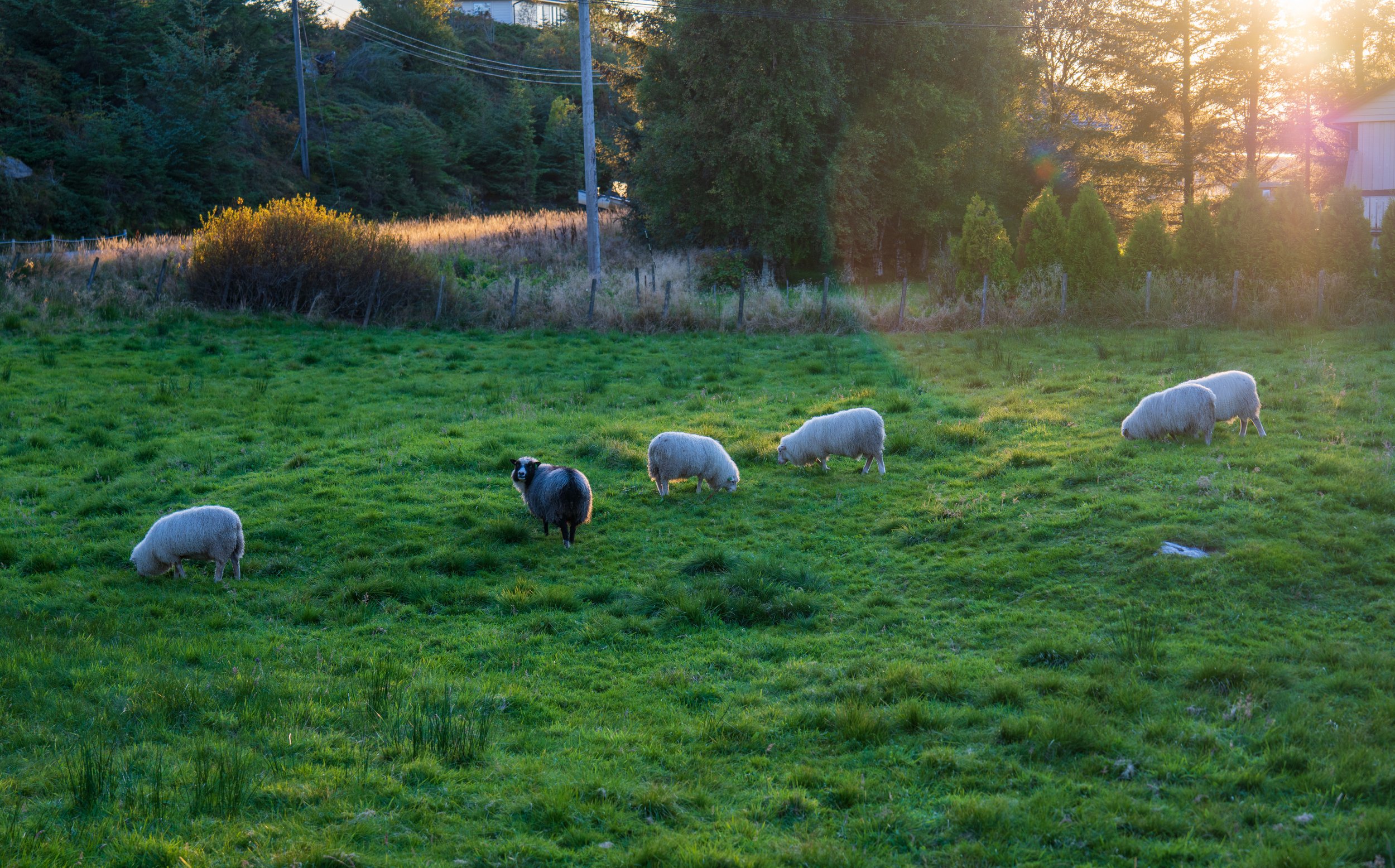 Sheep grazing in the golden light (photo/Jason Rafal)