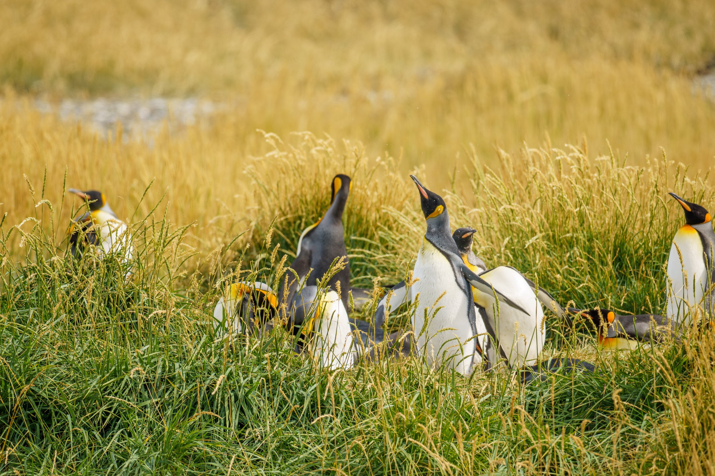  So beautiful, so silly (photo/Jason Rafal) 