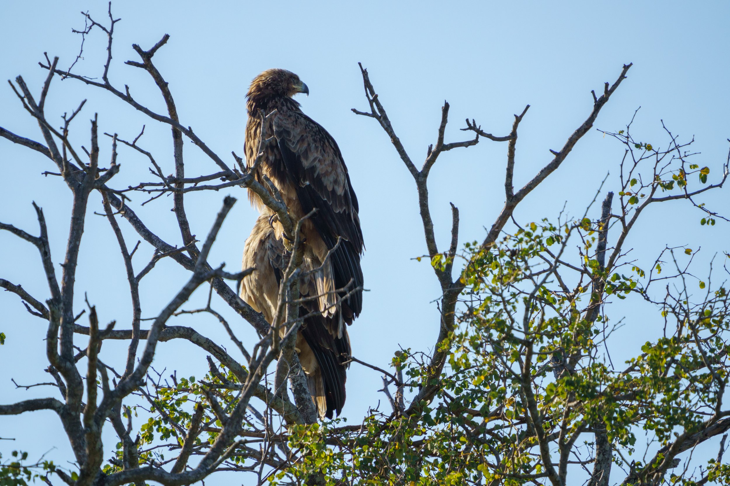 Two tawny eagles in a tree (photo/Jason Rafal)