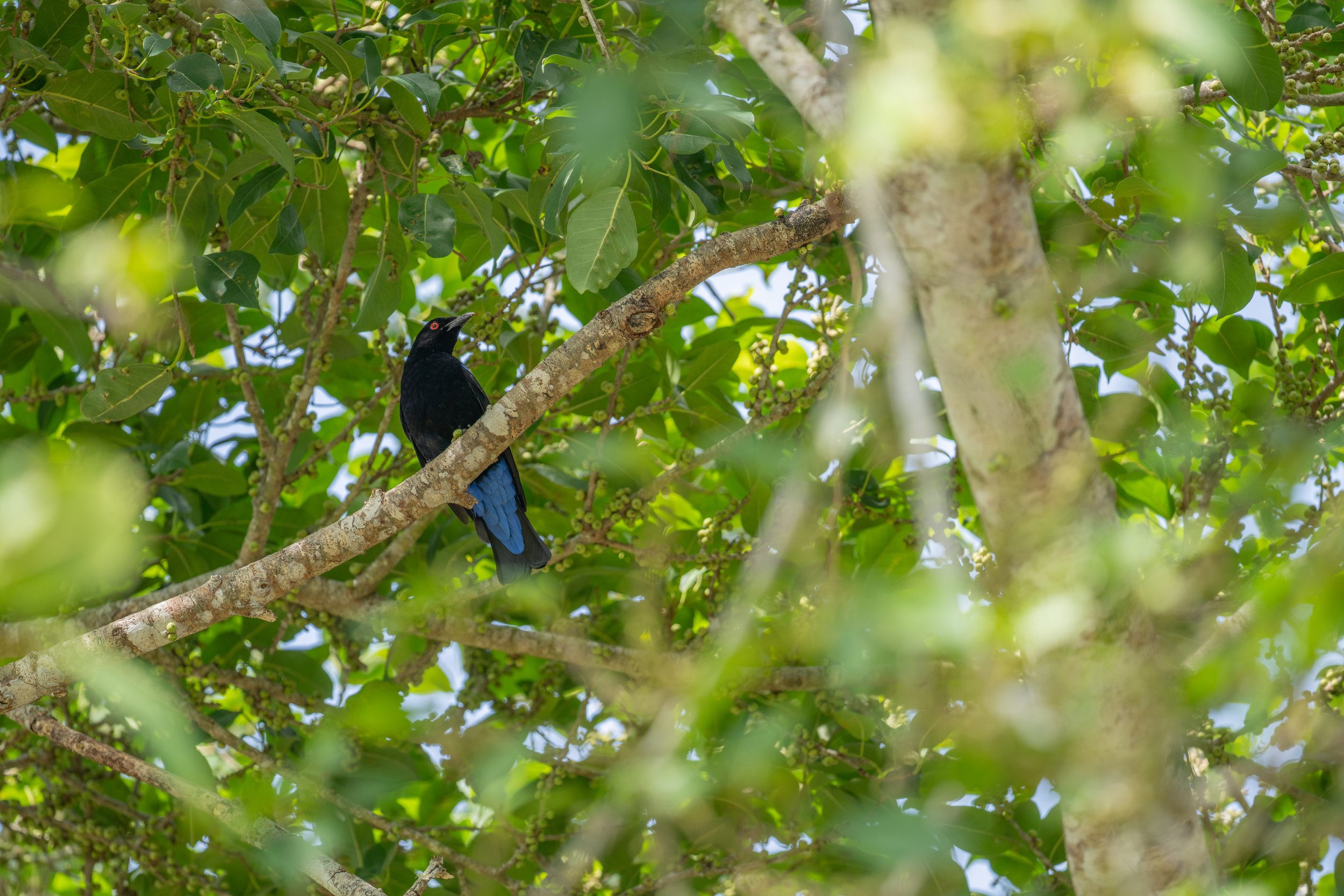 Looking up through tree branches at a bright black and blue bird.