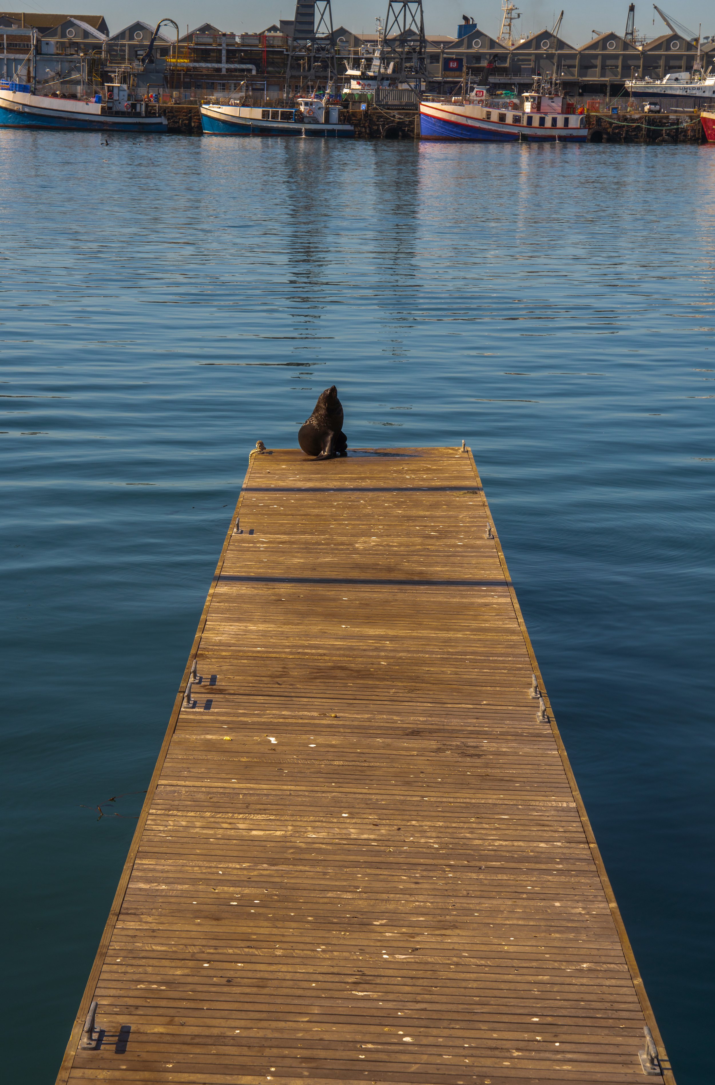  A sunning sea lion (photo/Jason Rafal) 