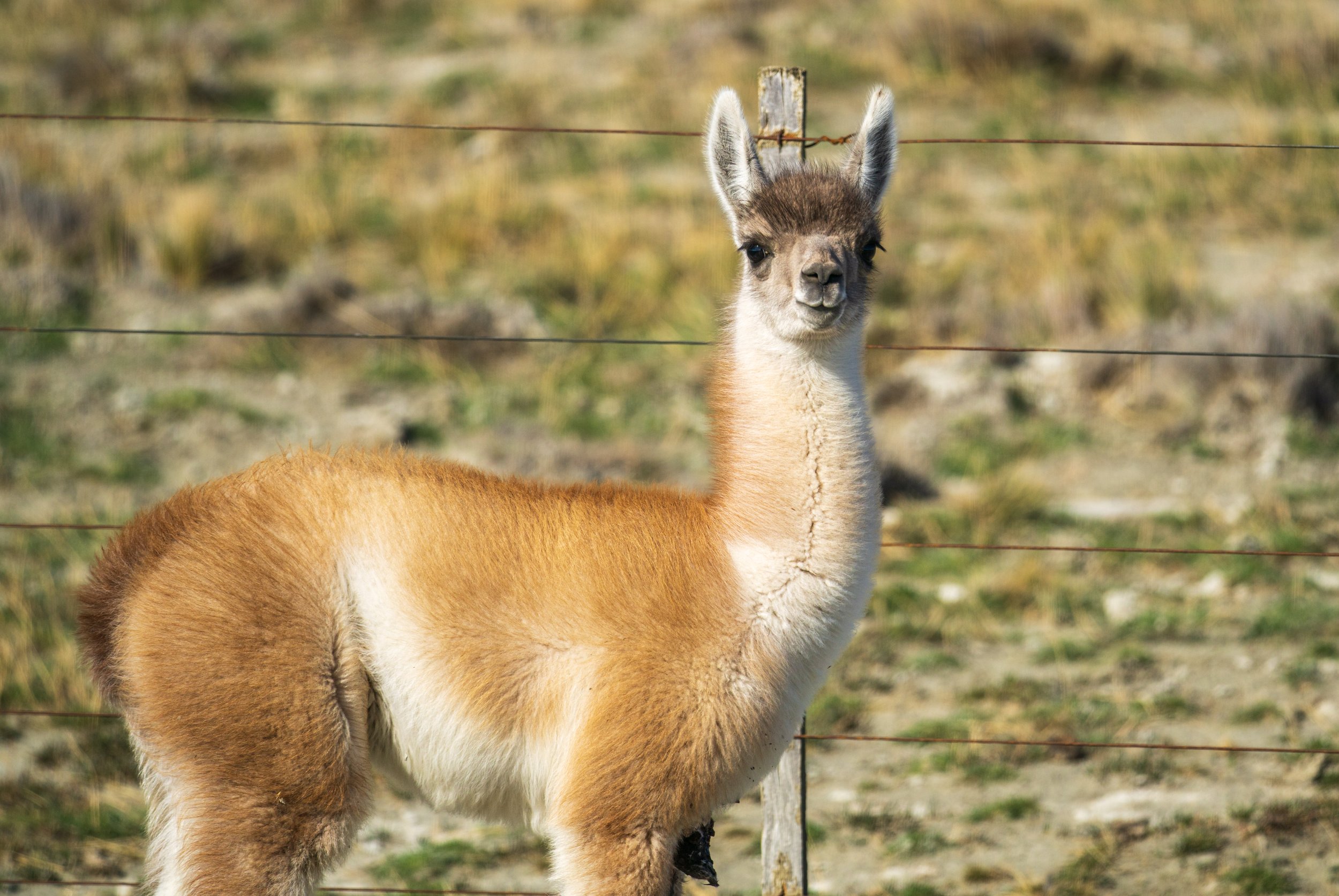  An adorable chulengo (baby guanaco) (photo/Jason Rafal) 