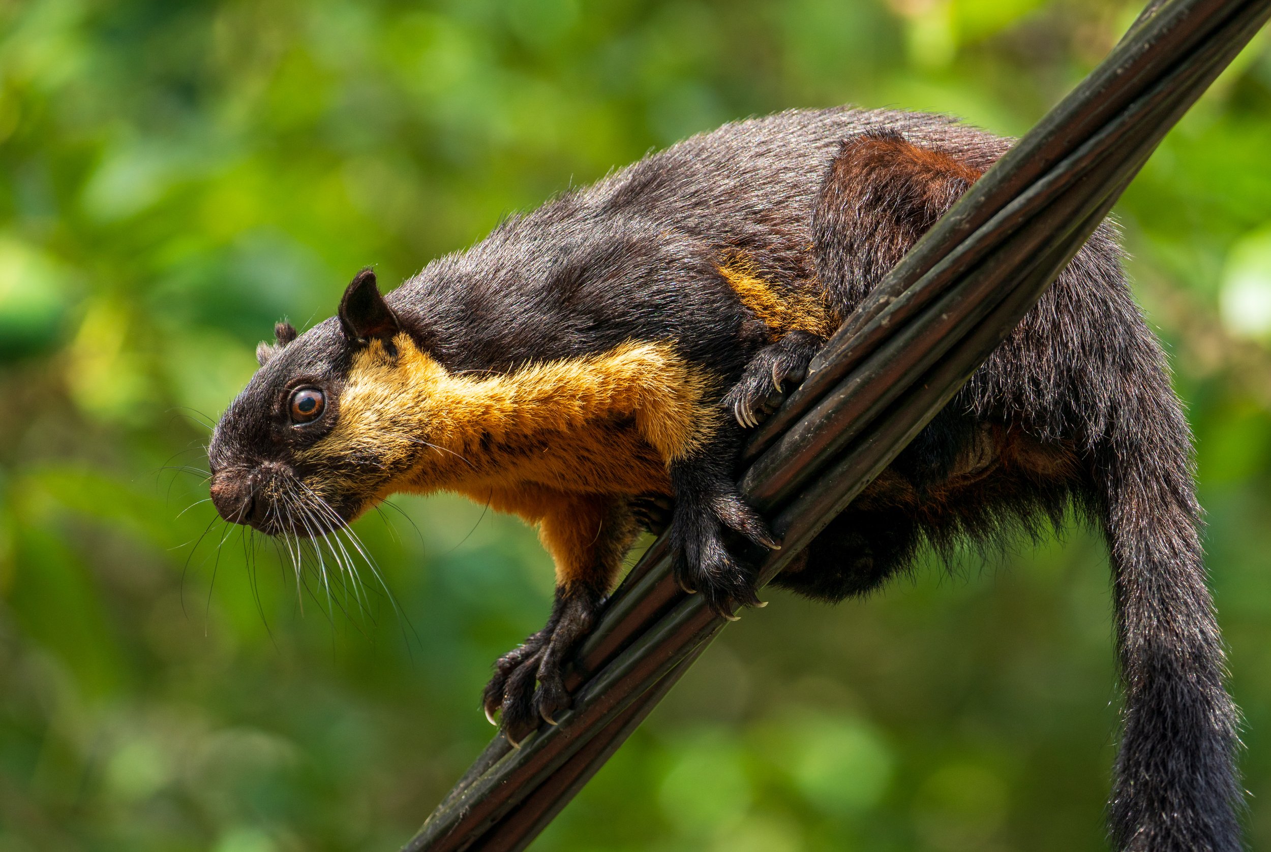 A large brown and black squirrel sitting on a branch.