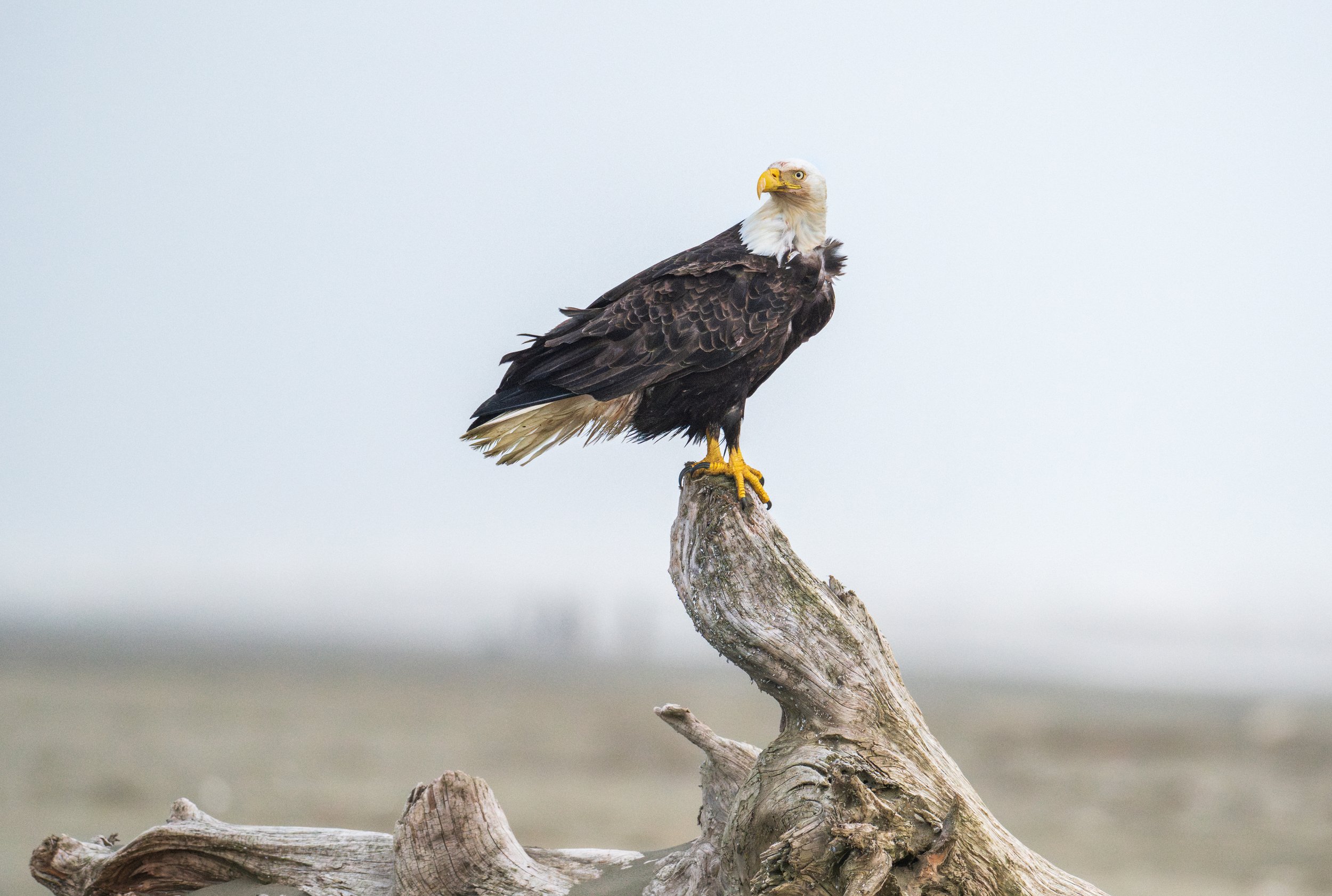 A bald eagle sitting on a tree stump and looking toward the camera.