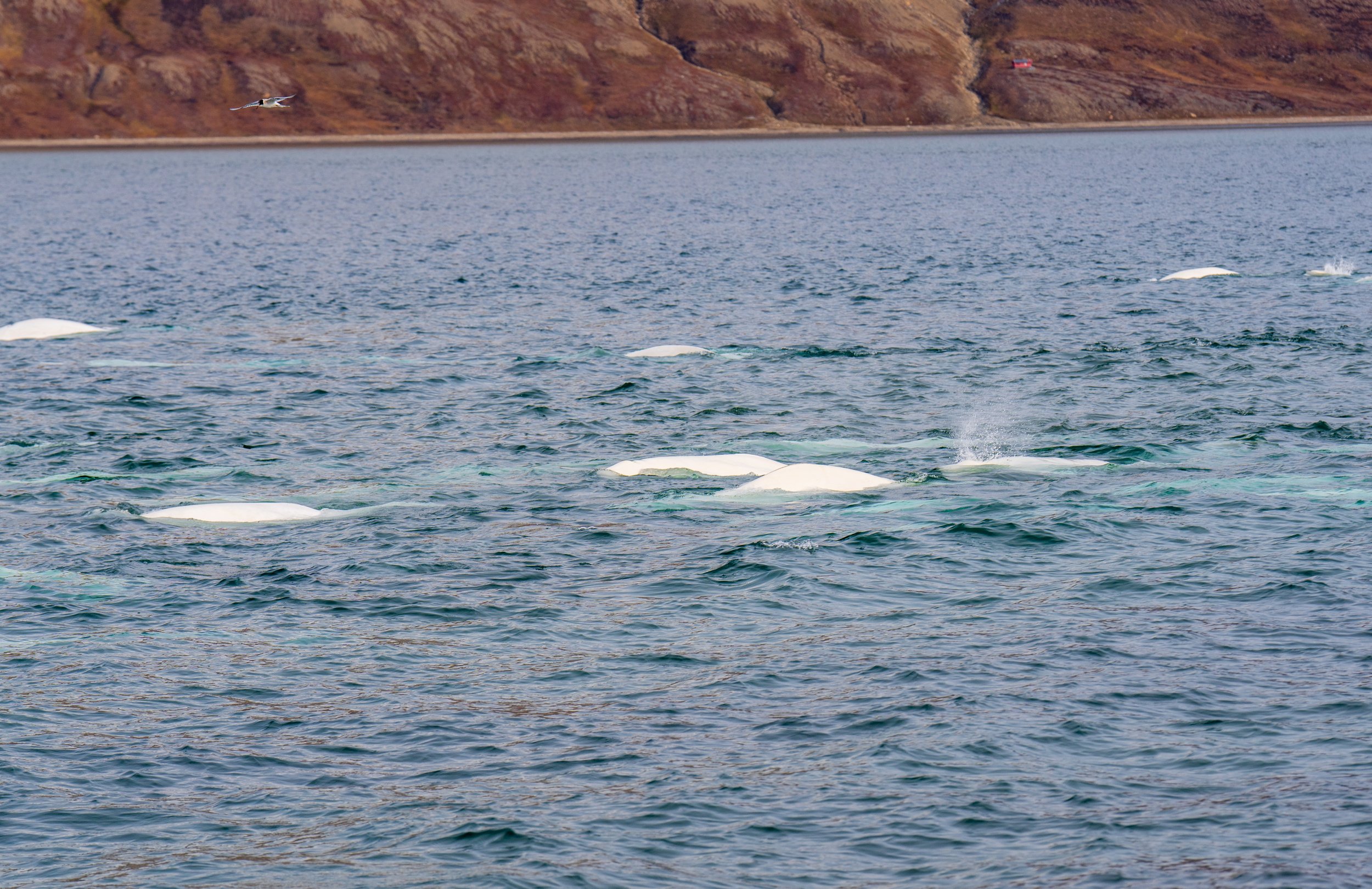  Whales passing very close to us (photo/Nicole Harrison) 