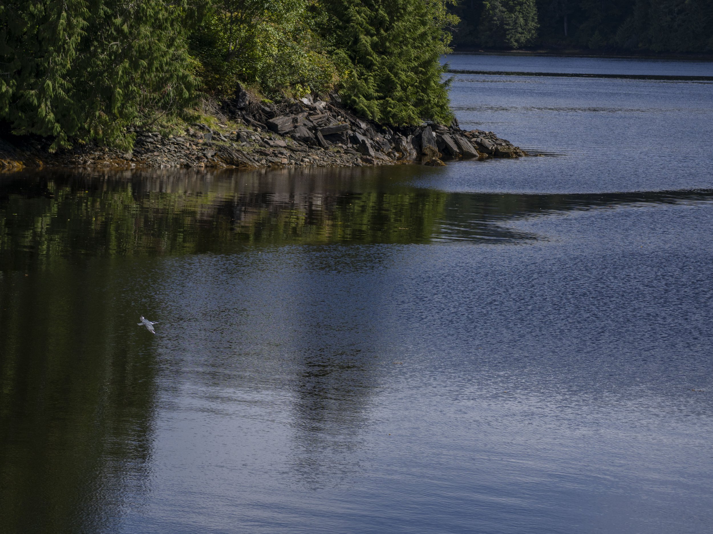 A blue and white bird flying over a lake.
