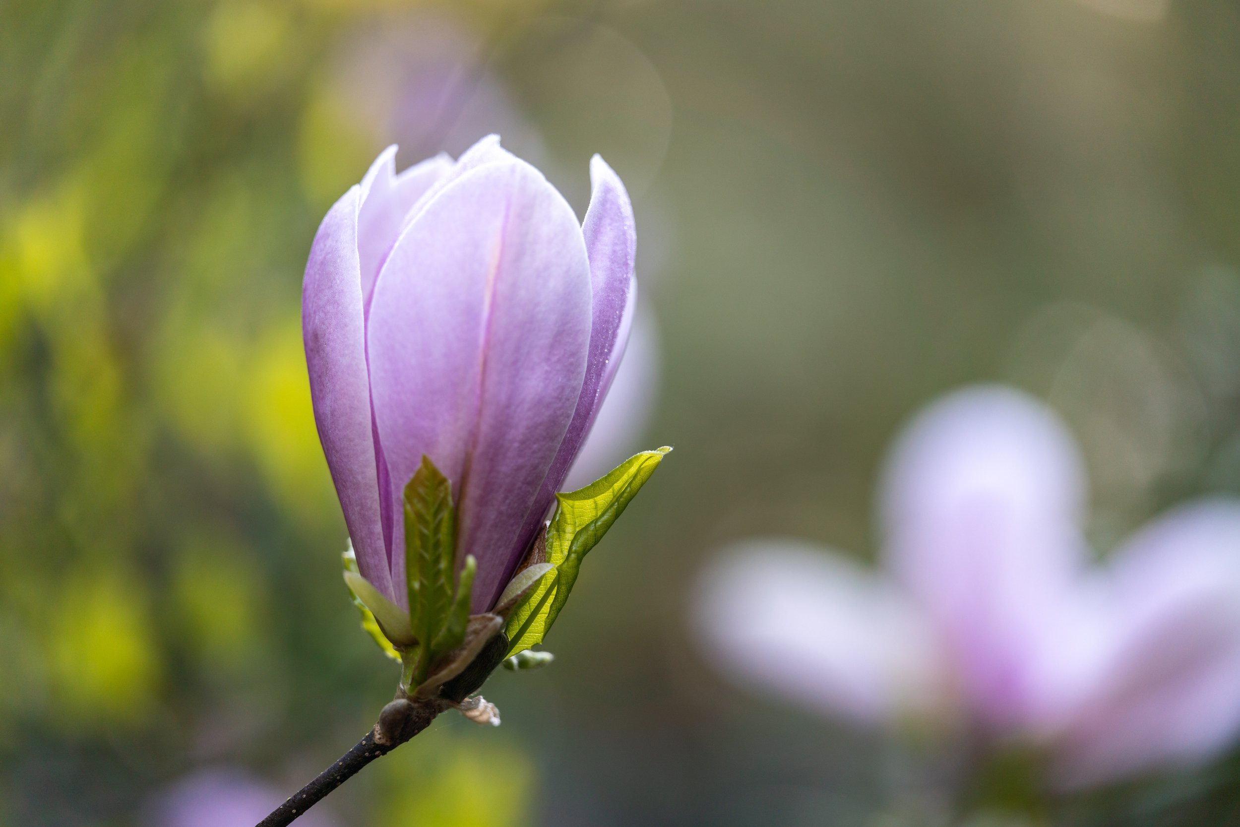  A magnolia flower (photo/Jason Rafal) 