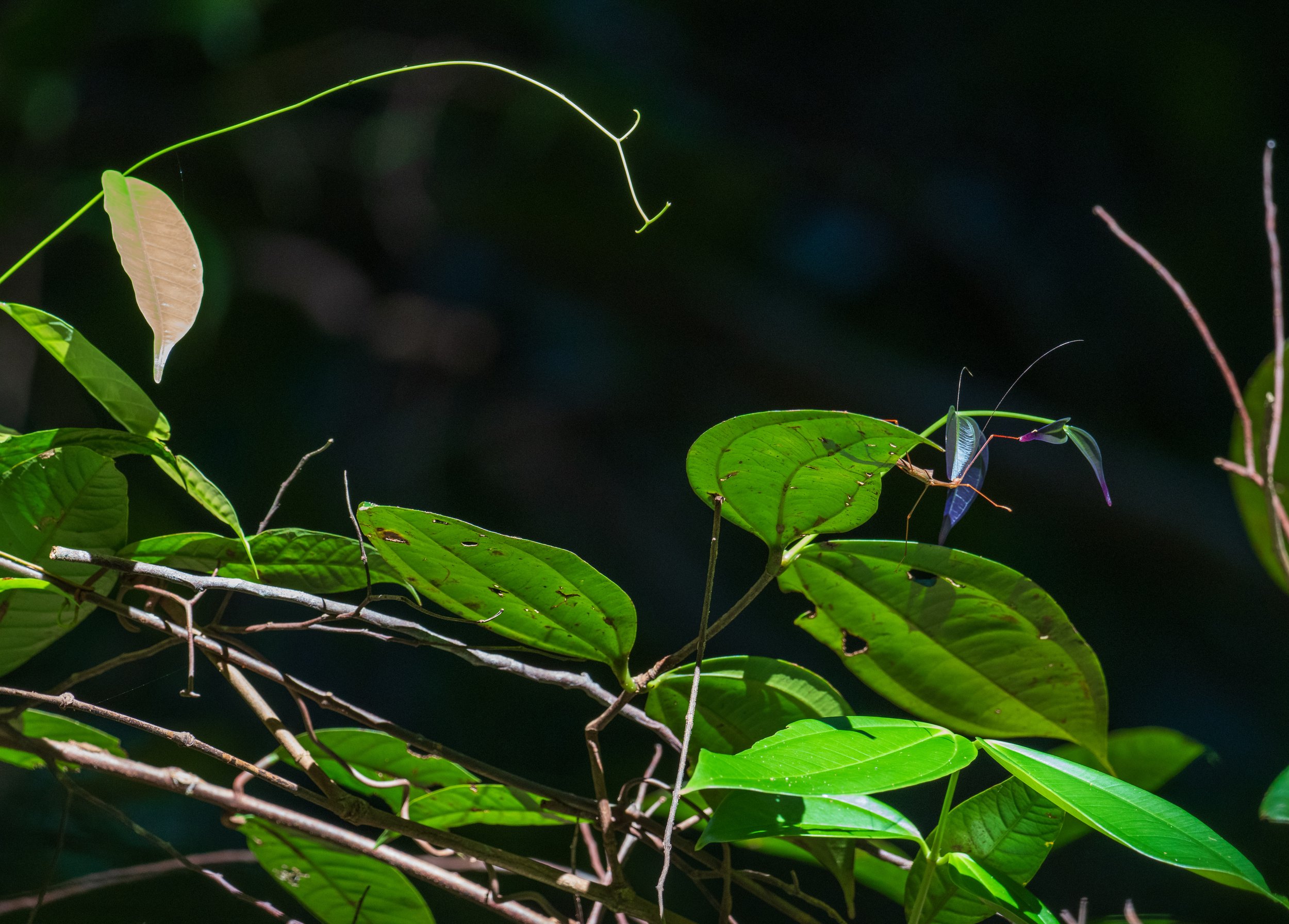 A bug eating small purple leaves.