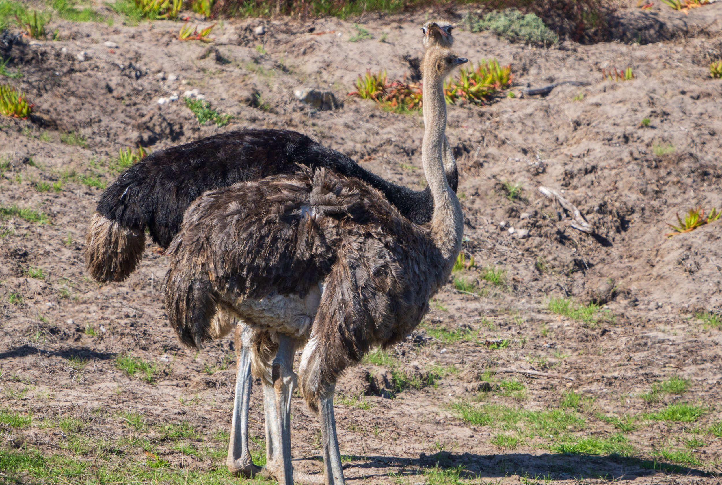  Skeptical ostriches - don’t worry, this was taken with a telephoto lens and we didn’t actually get close (photo/Jason Rafal) 