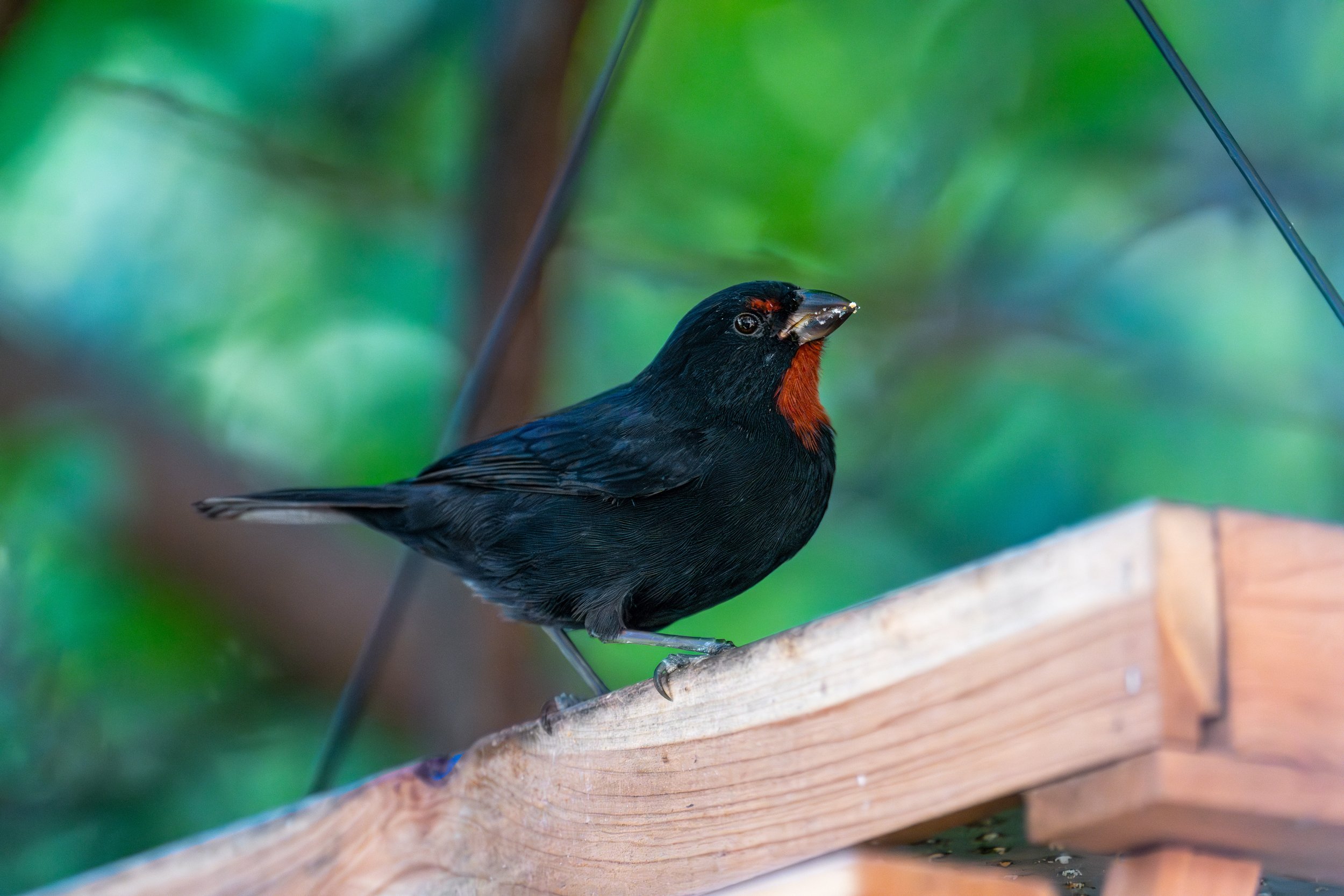 A little bullfinch (photo/Jason Rafal)
