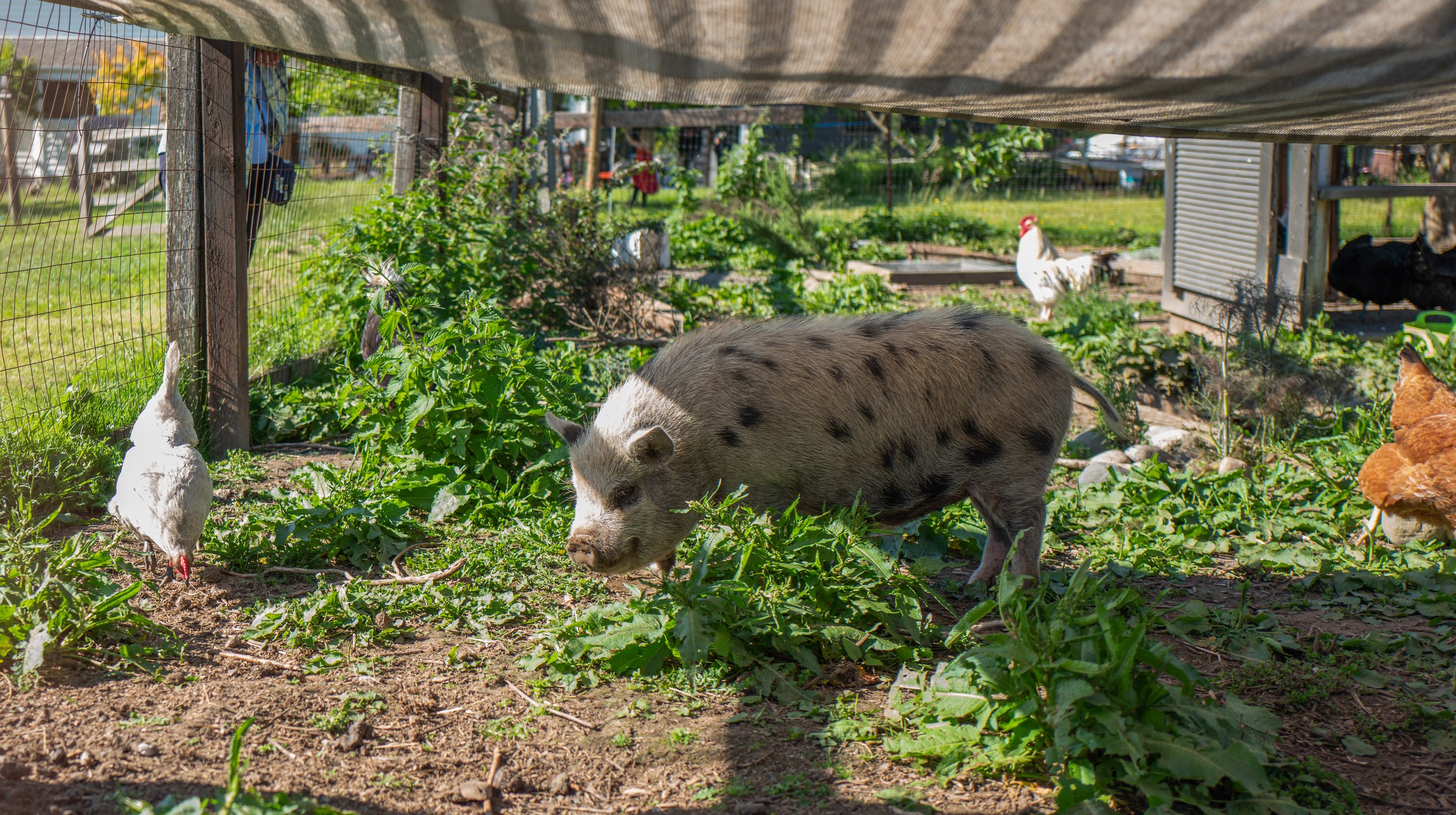  Pigs and chickens living happily together (photo/Jason Rafal) 
