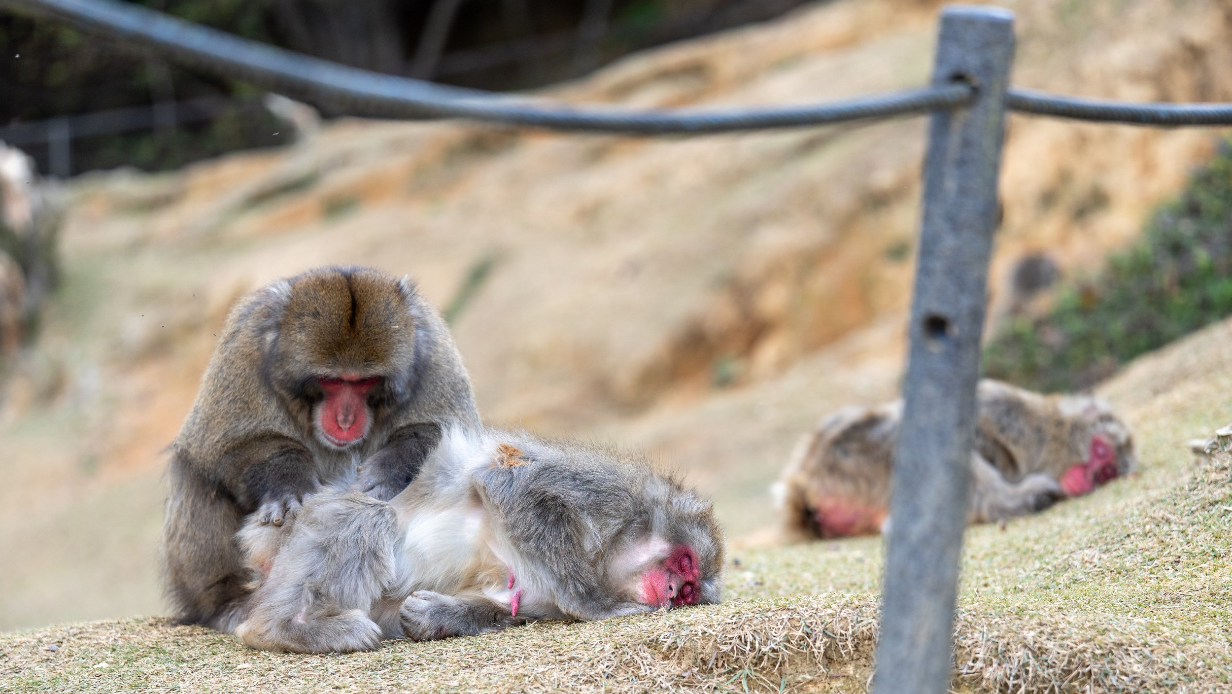  More family grooming (photo/Jason Rafal) 