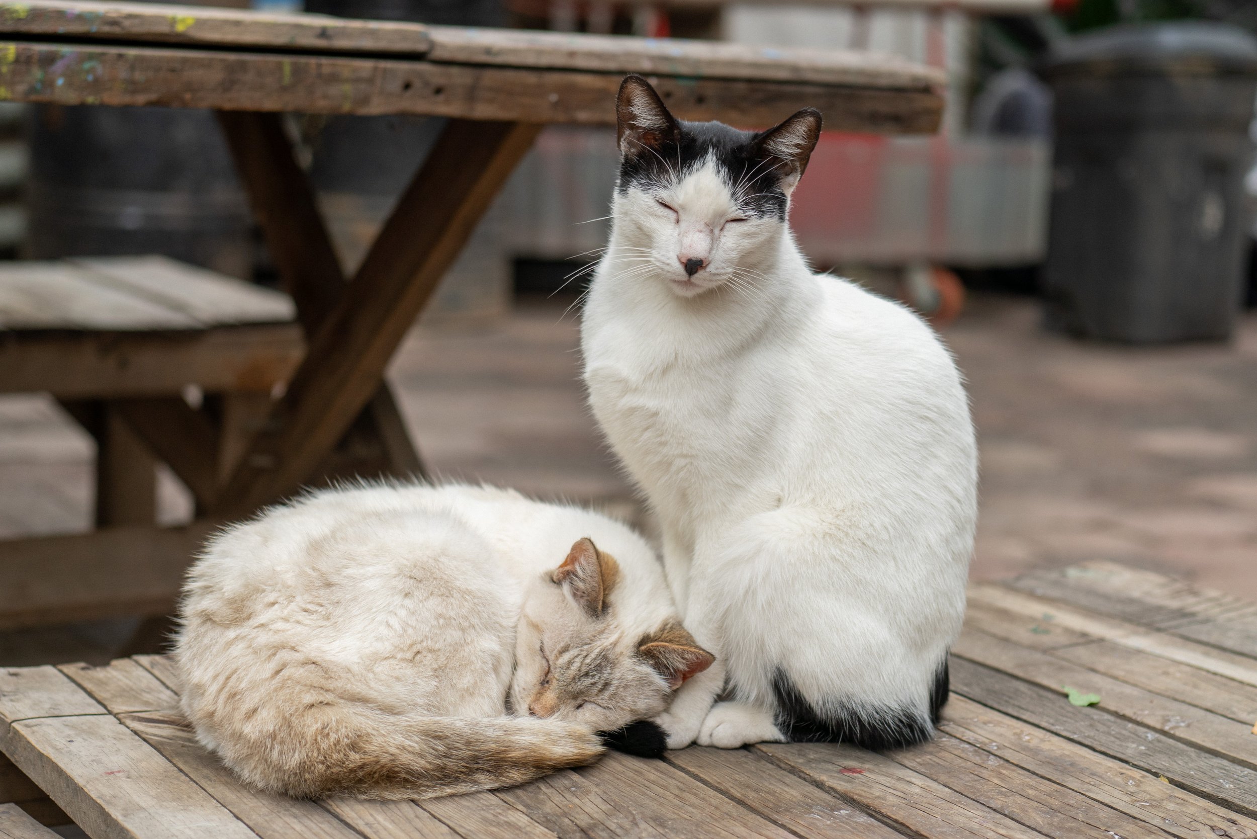 Sleepy kitties (photo/Jason Rafal)