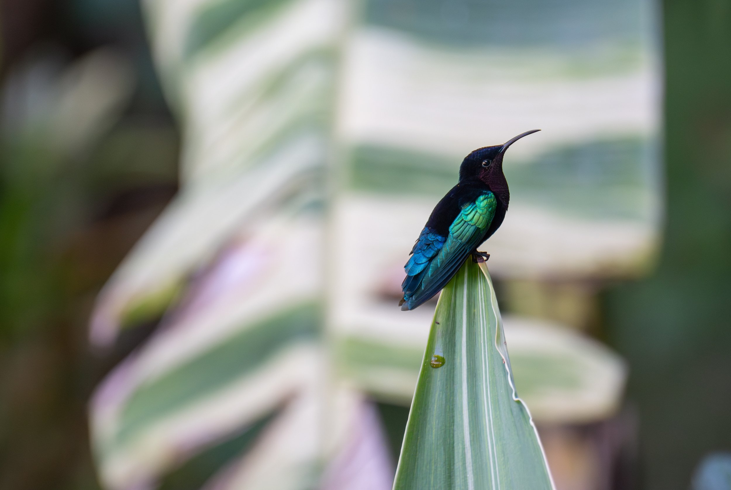 A very cute carib (photo/Jason Rafal)