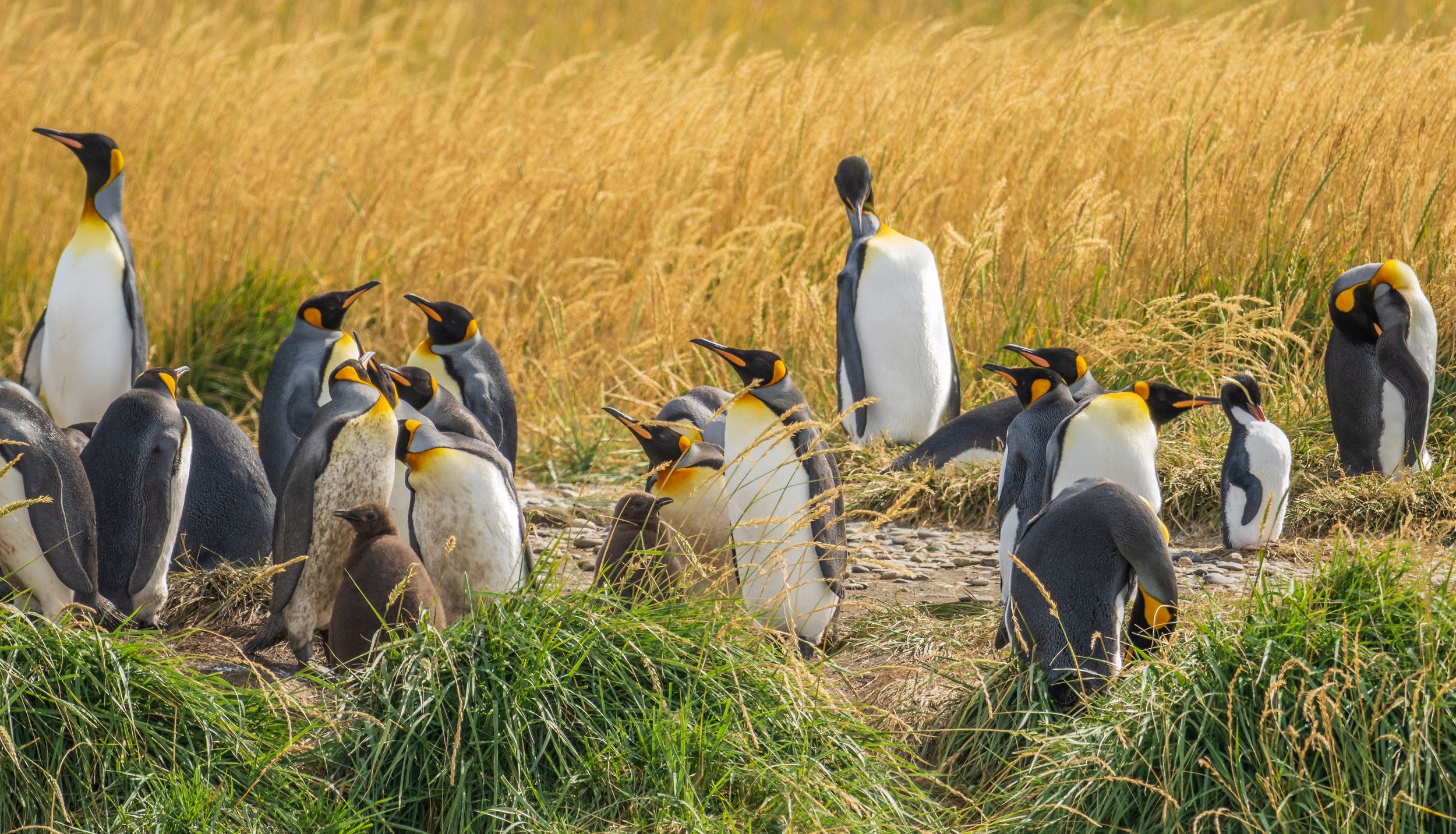  Can you spot the little Snares penguin? (photo/Jason Rafal) 