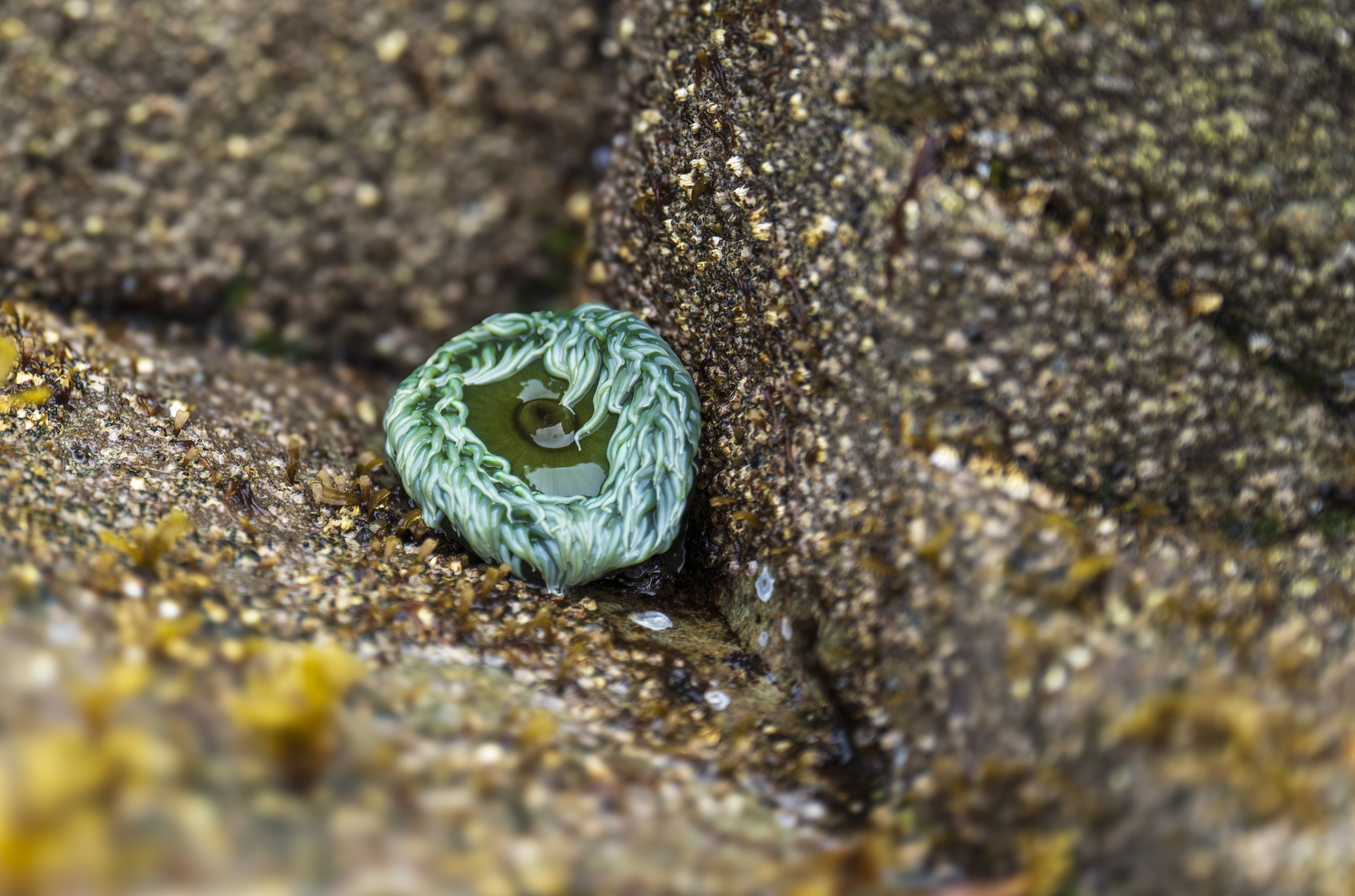 A bright green anemone.