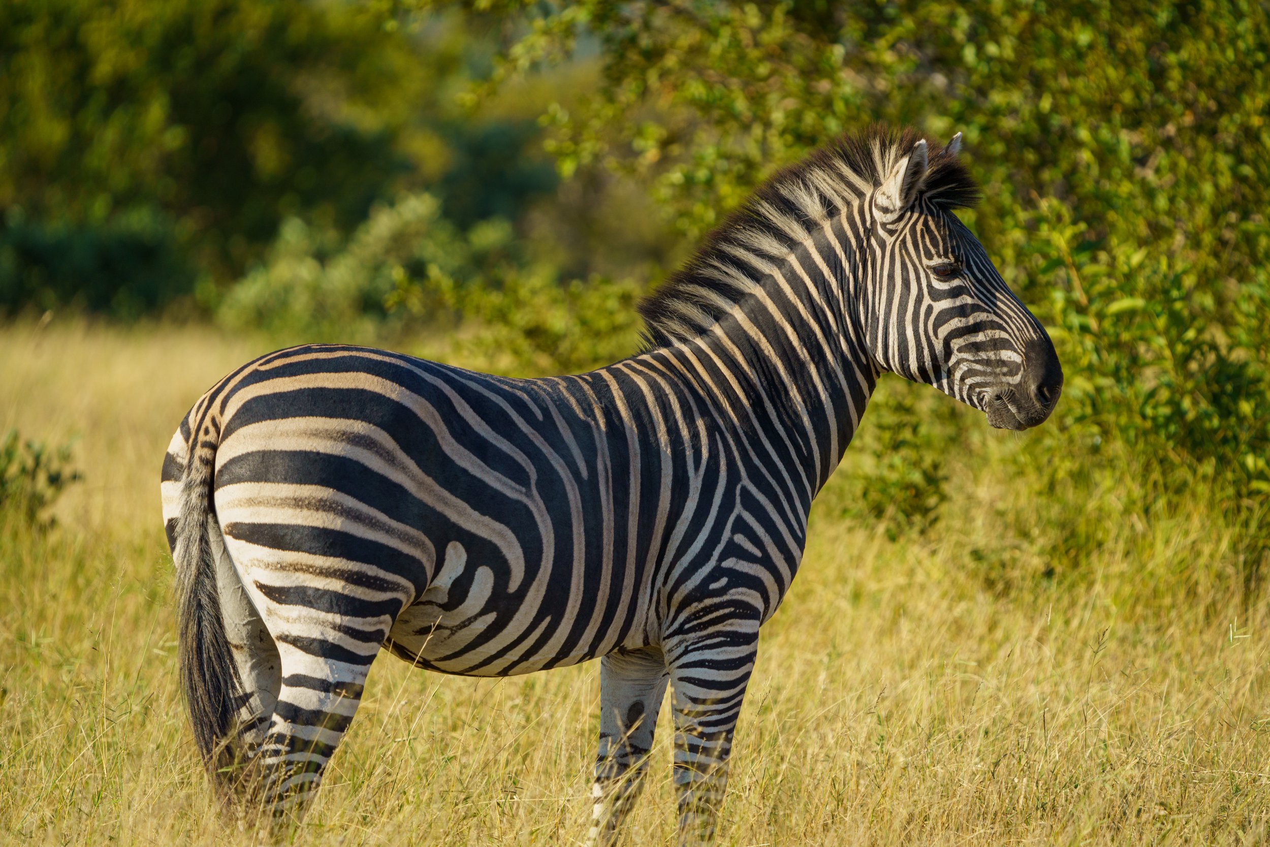 Another zebra, this one with wider black stripes (photo/Jason Rafal)