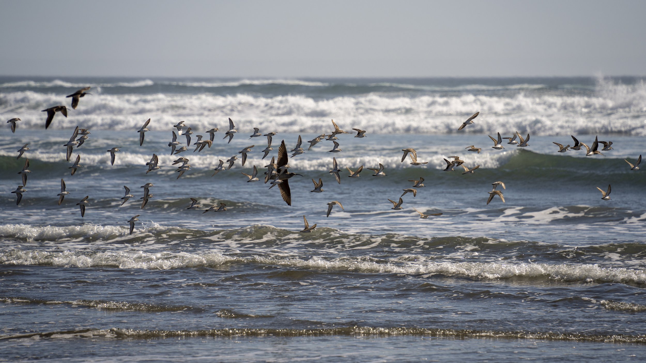  A collection of shorebirds (photo/Jason Rafal) 