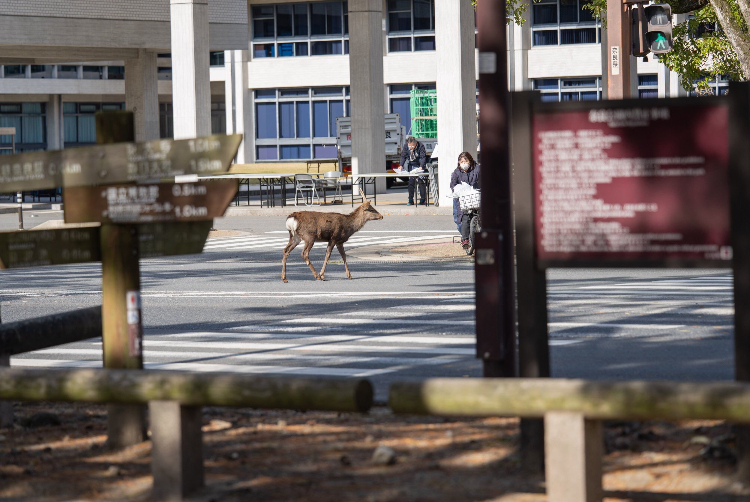  Something about a deer crossing the road (photo/Jason Rafal) 
