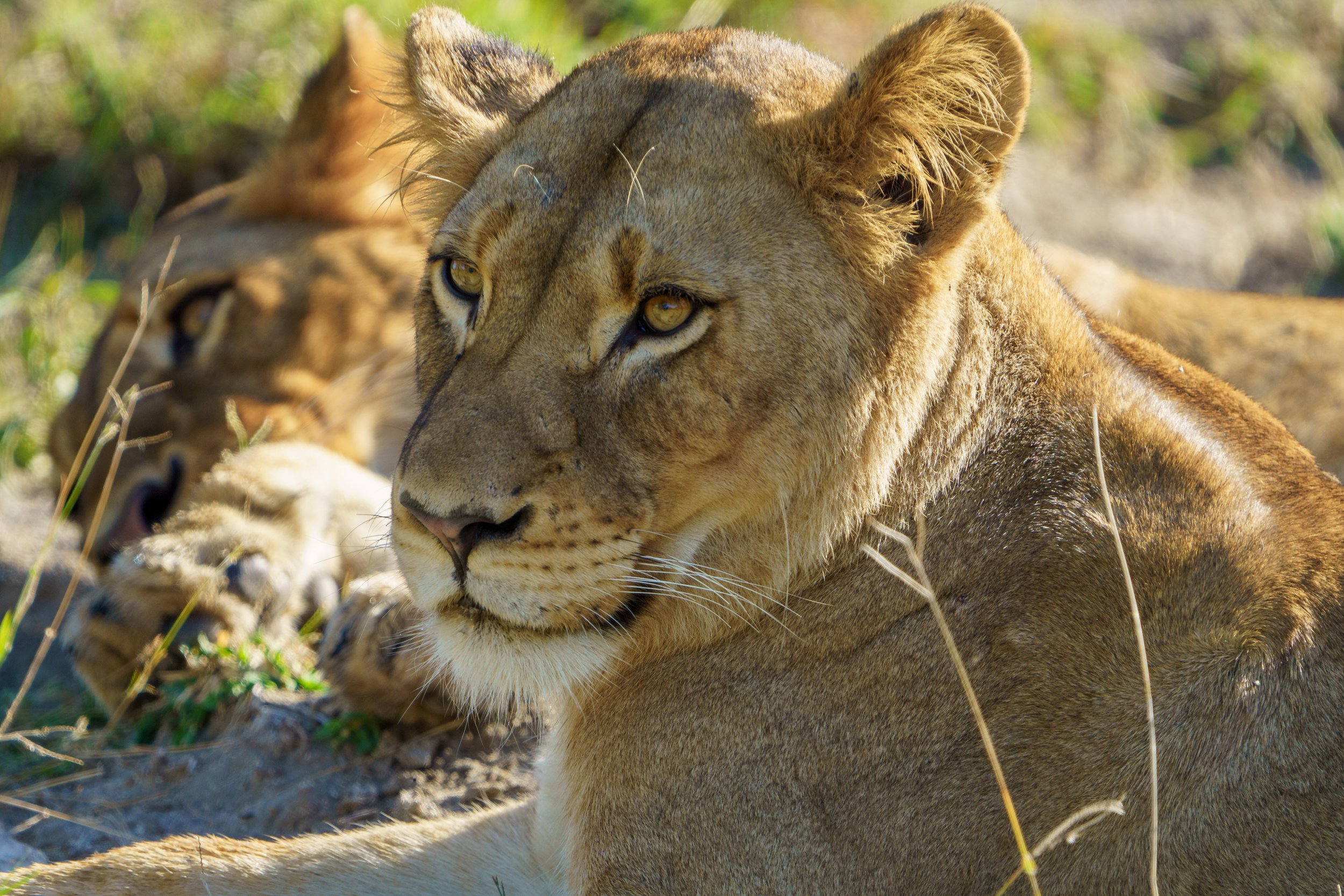 Two of the female lions hanging out in the sun (photo/Jason Rafal)