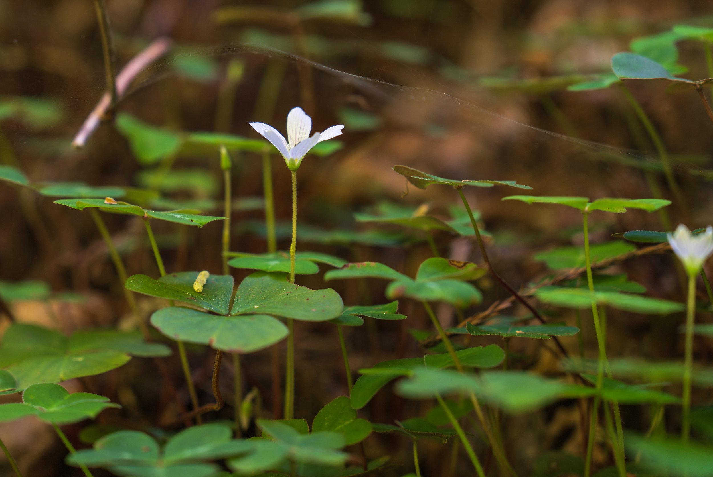  A delicate flower in the forest (photo/Jason Rafal) 