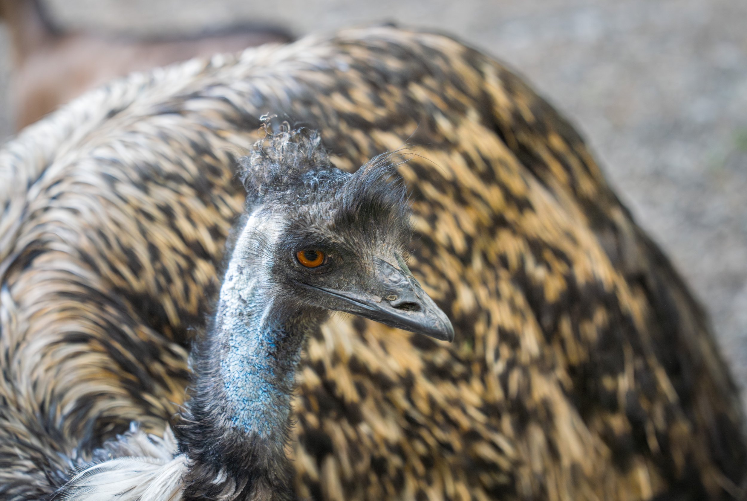 An emu looking past the camera.