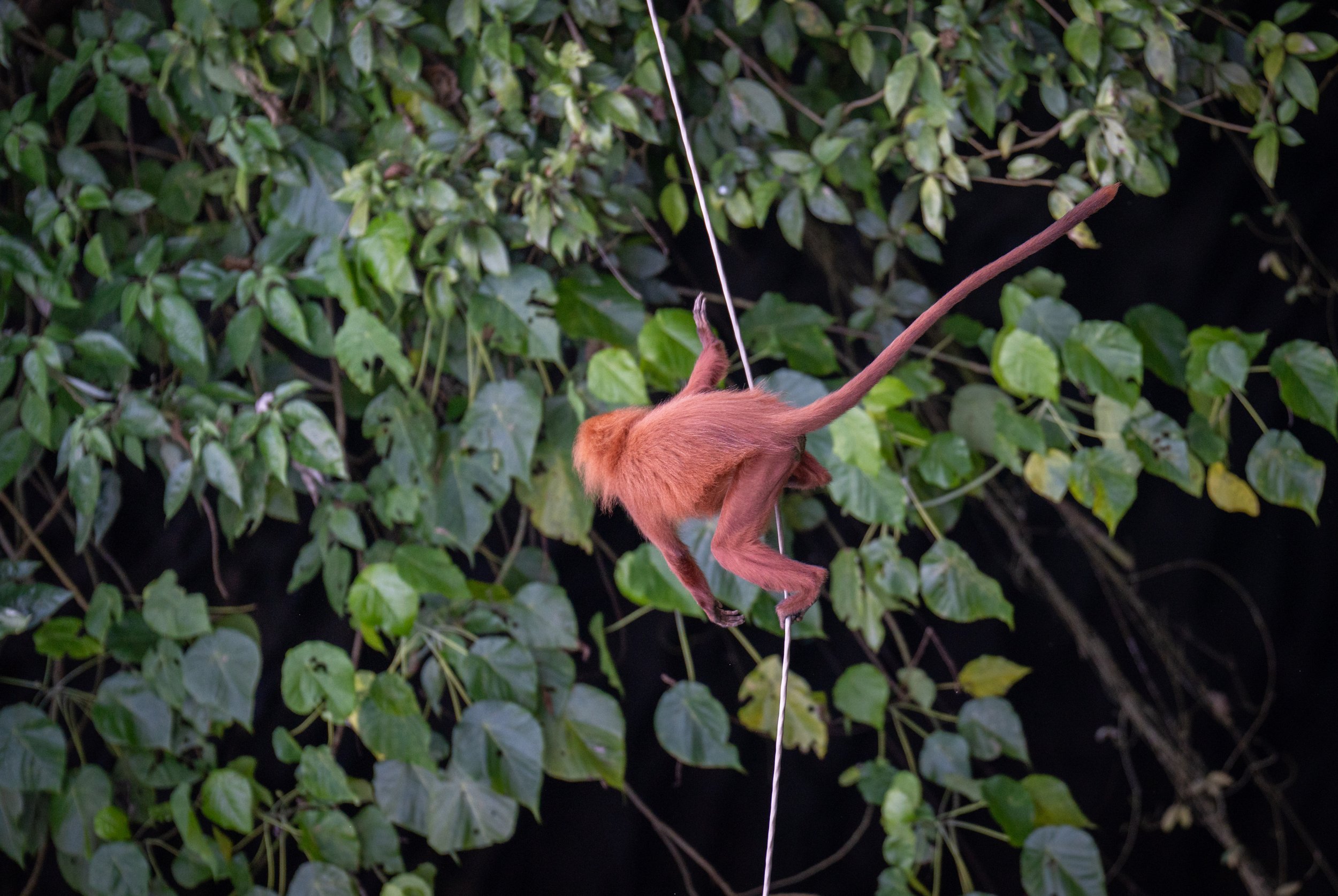 A red leaf monkey on a line.