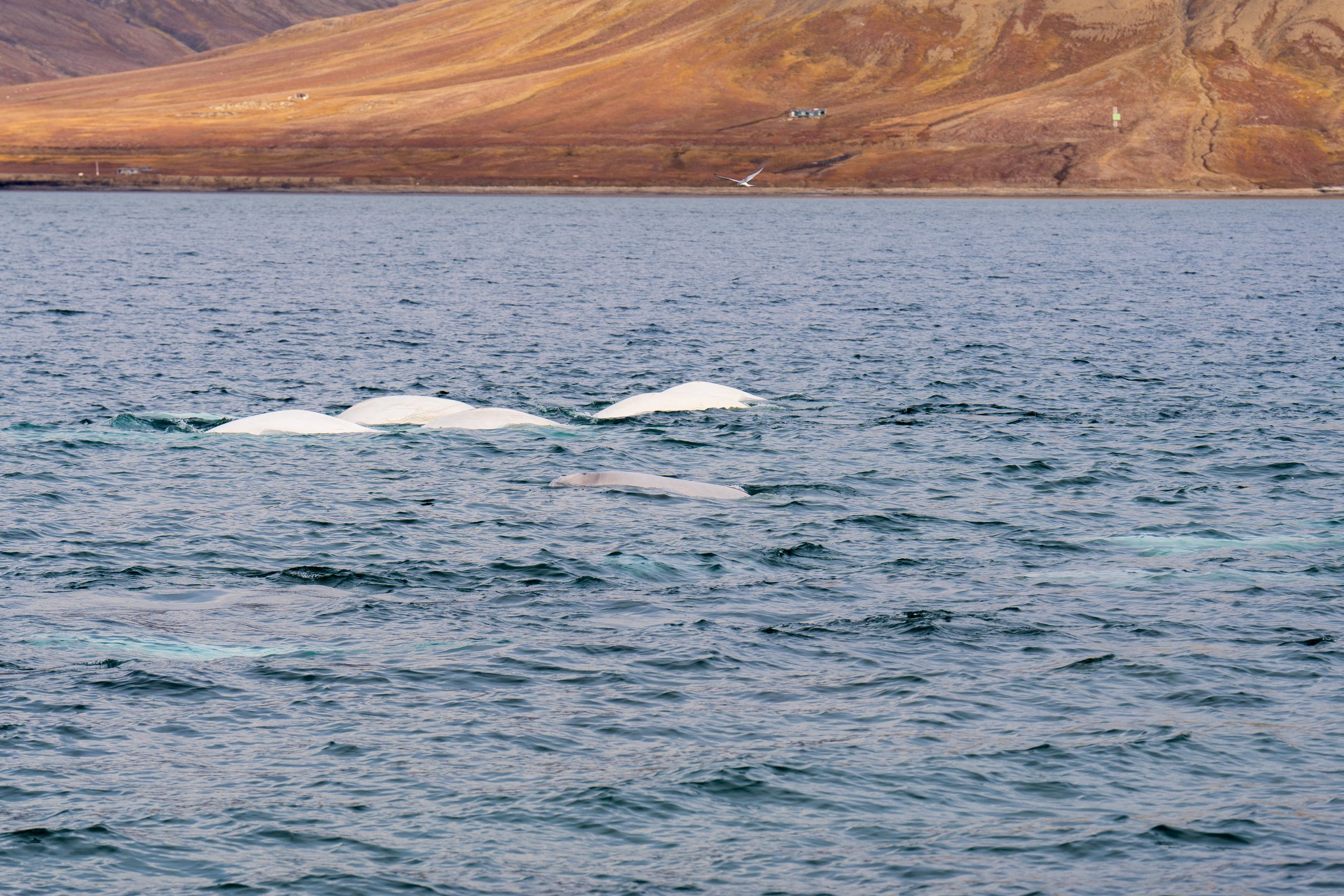  Swimming belugas - the gray one is a baby (photo/Nicole Harrison) 