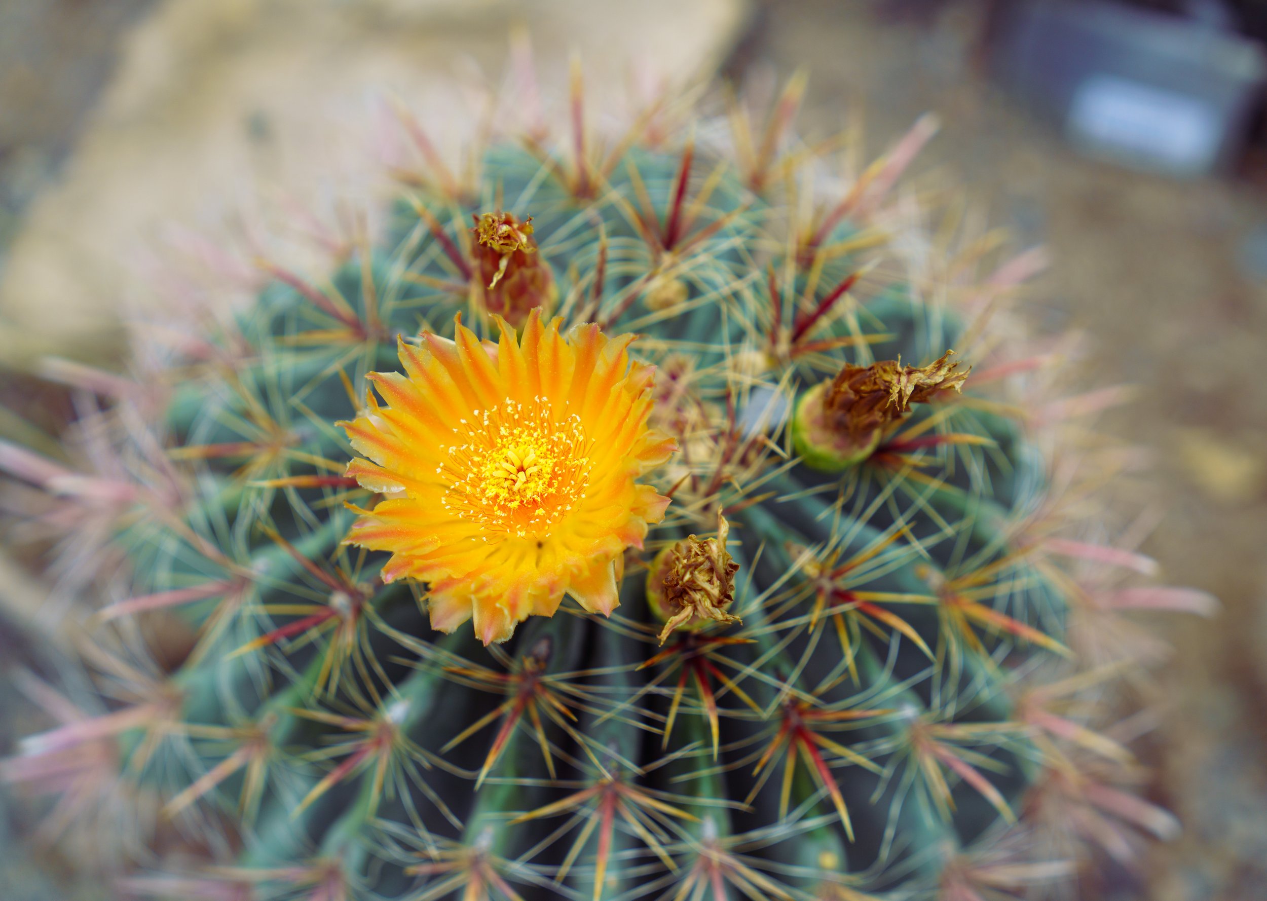 A lovely cactus flower in the desert greenhouse (photo/Jason Rafal)