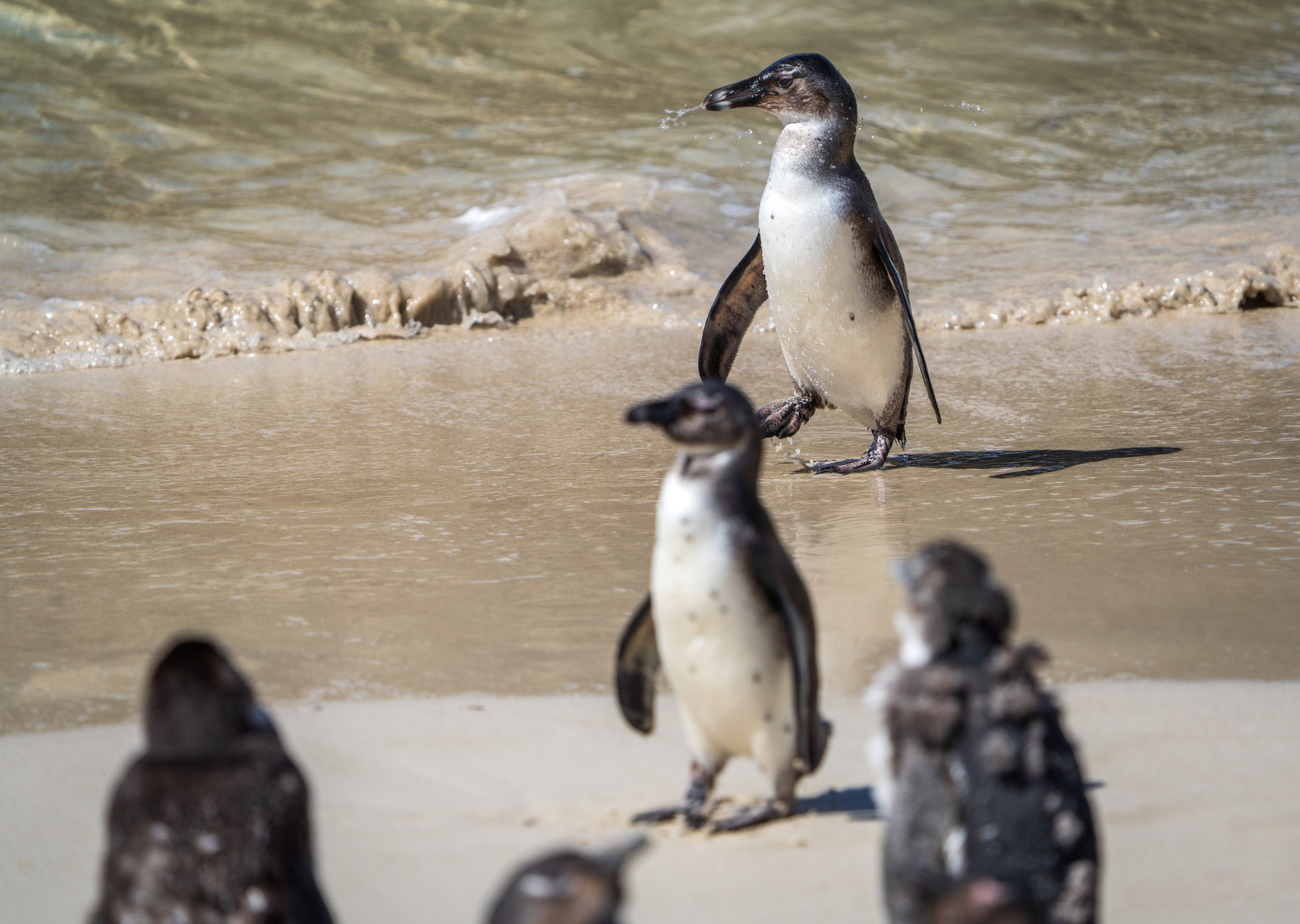  Some adolescent penguins hanging out (photo/Jason Rafal) 
