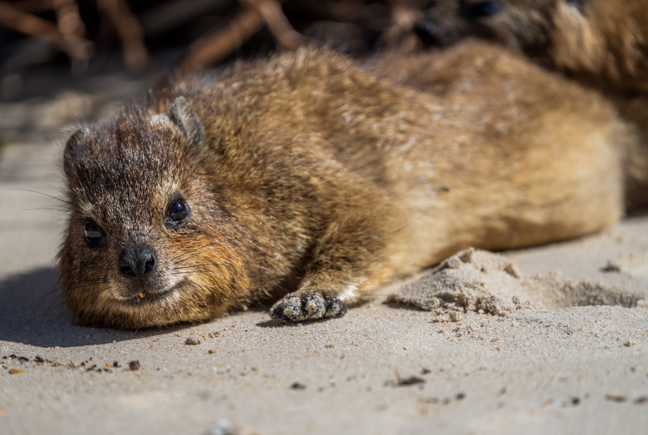  Just look at these things (photo/Jason Rafal) 