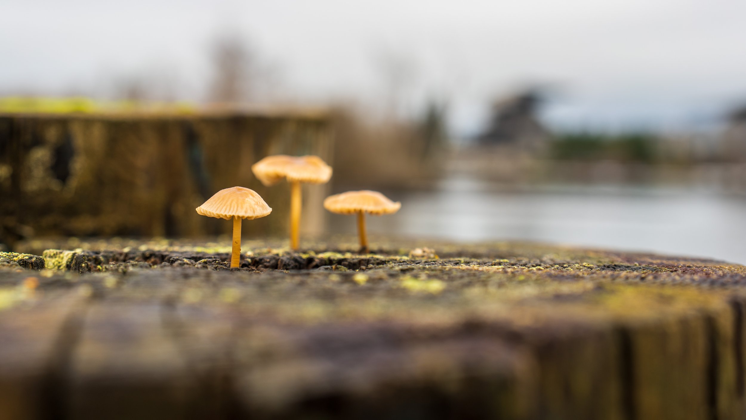 Three tiny mushrooms on a stump.