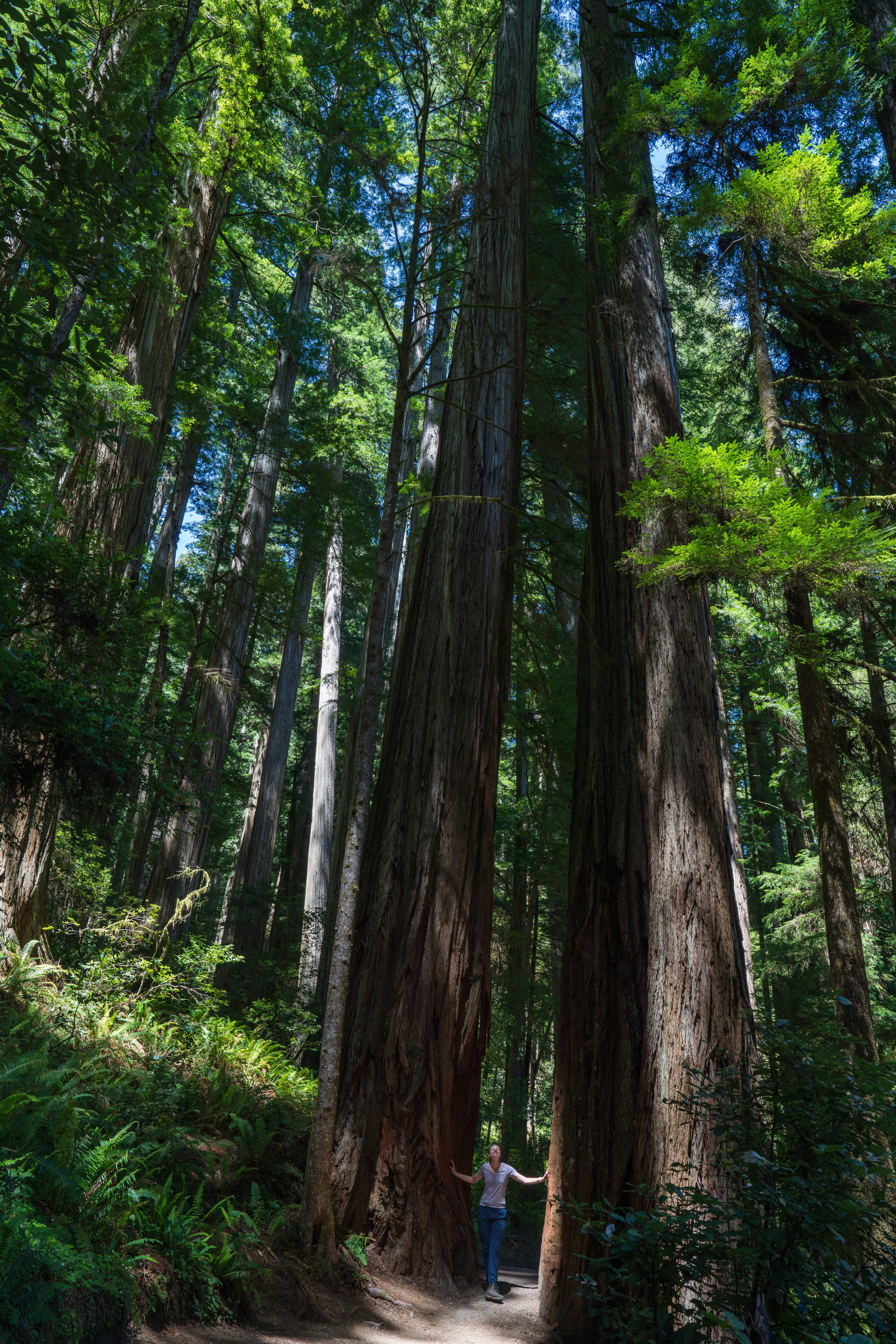  Very large trees (photo/Jason Rafal) 