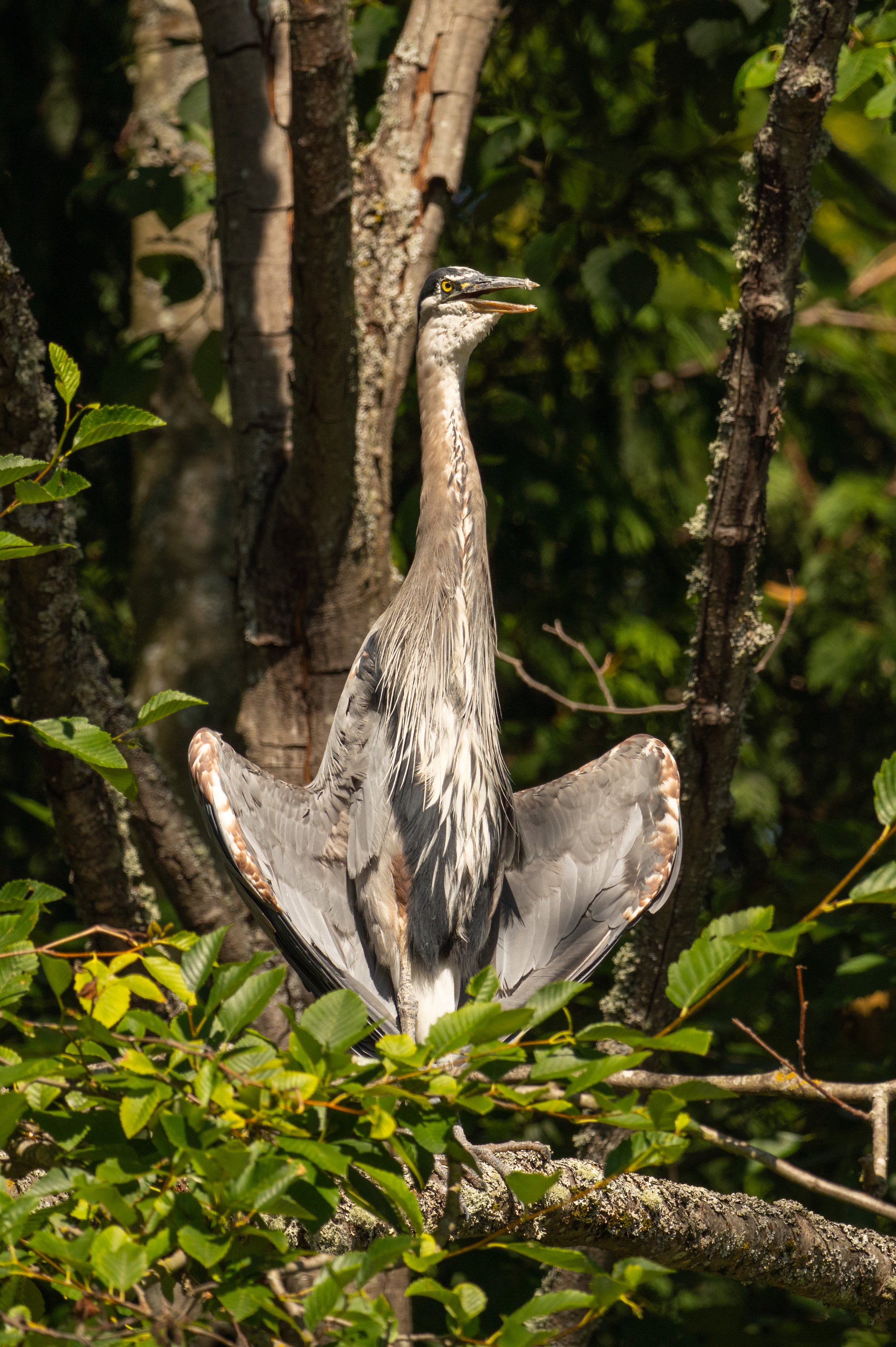 A heron sitting on a nest with its wings spread open.
